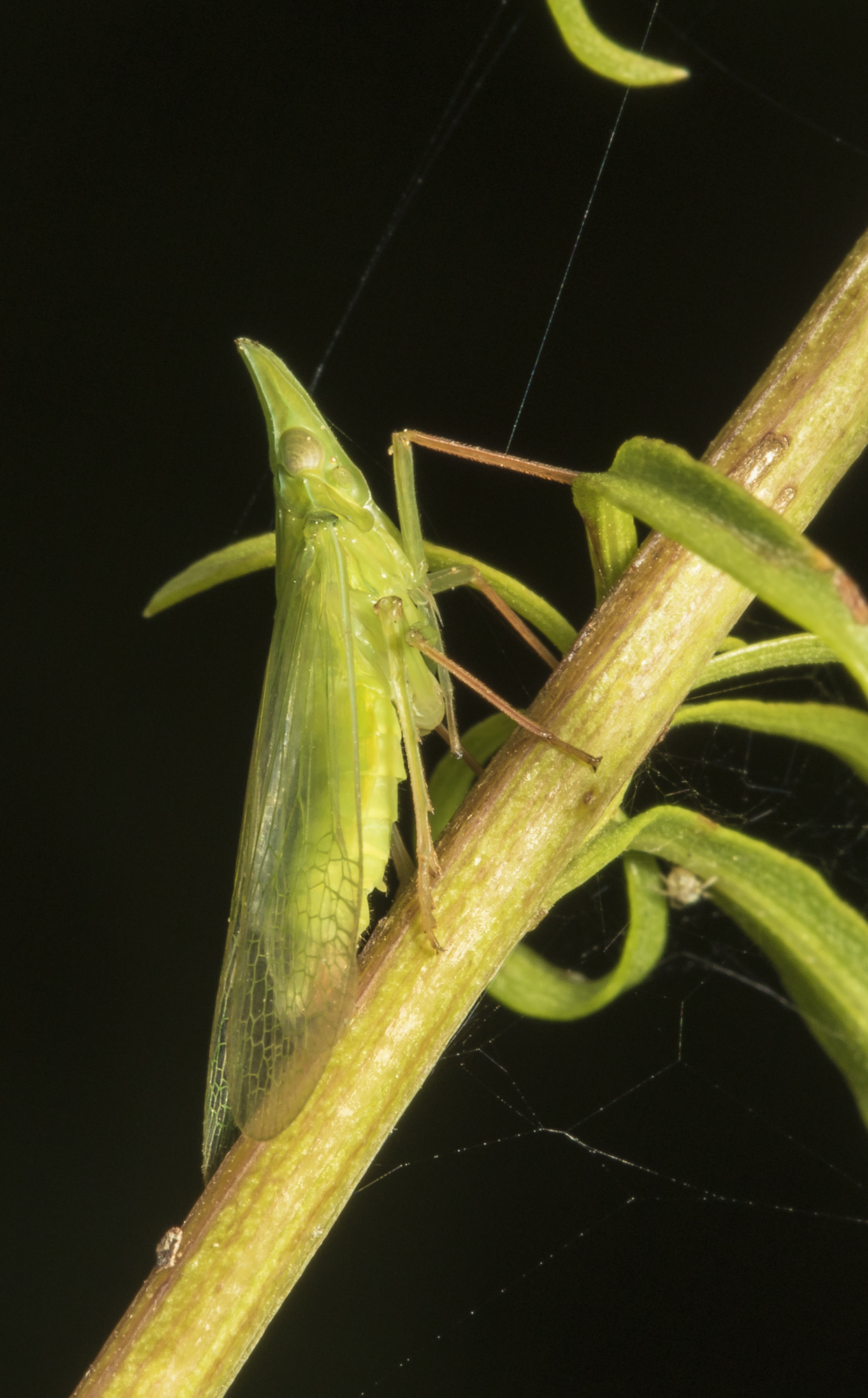 Planthopper - Rhyncomitra microrhina