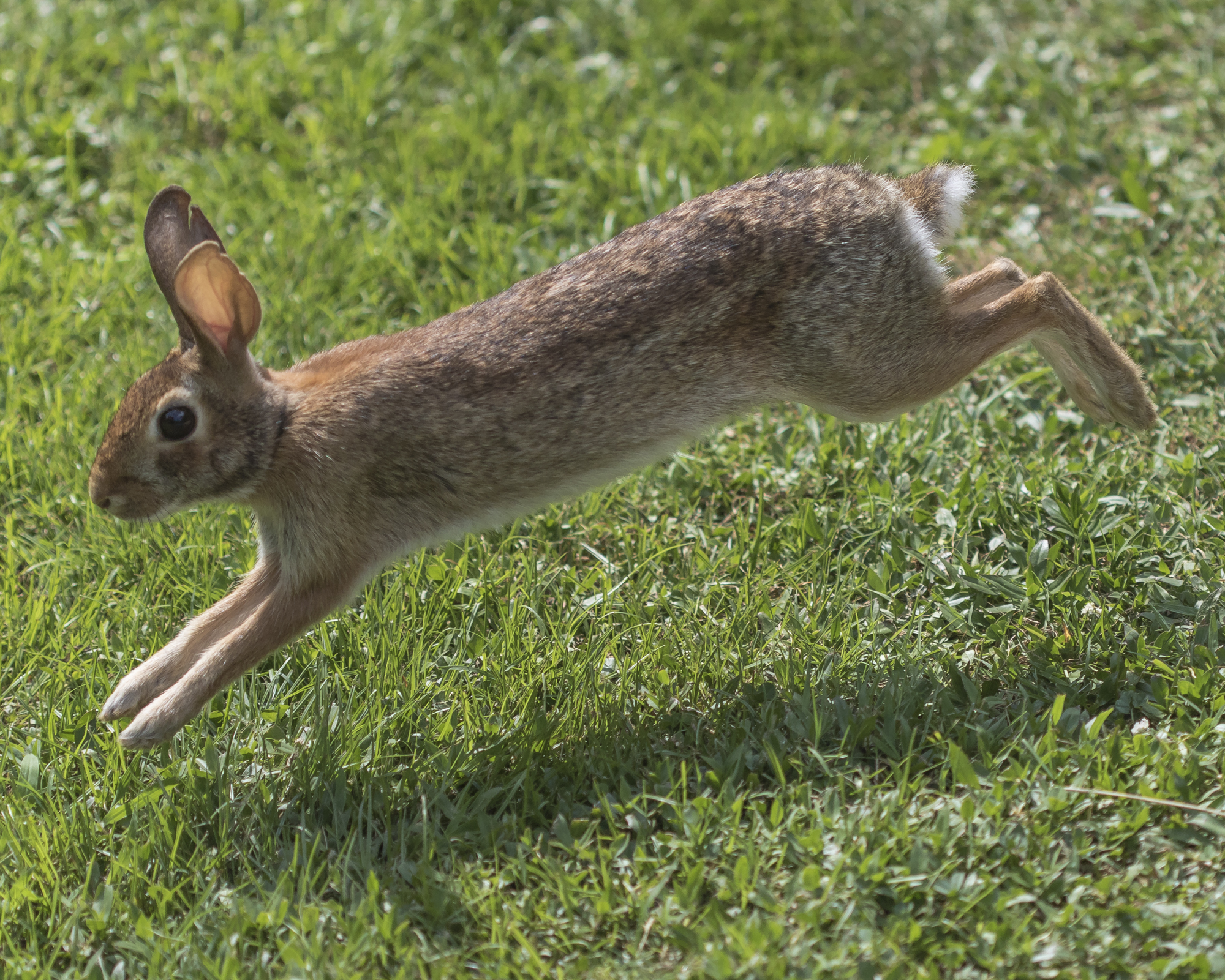 Rabbit running in Garden