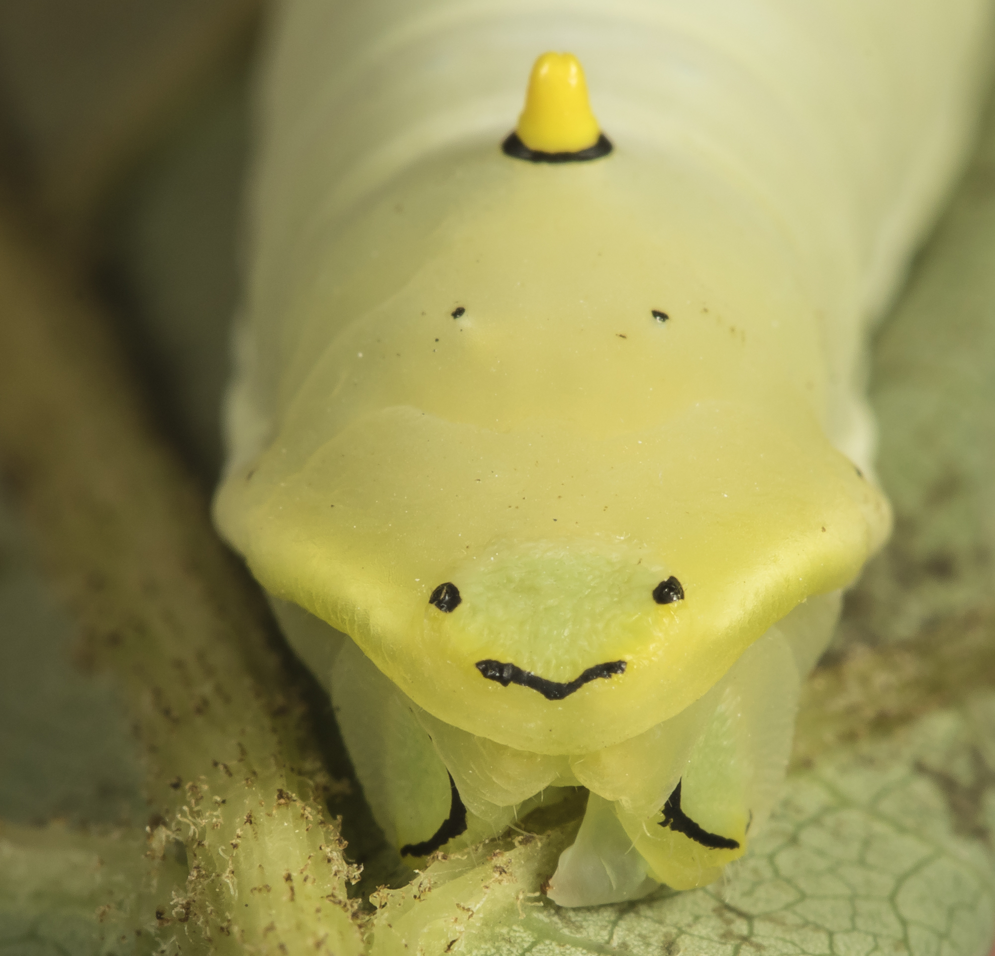 Rear end of tulip tree silk moth cayerpillar