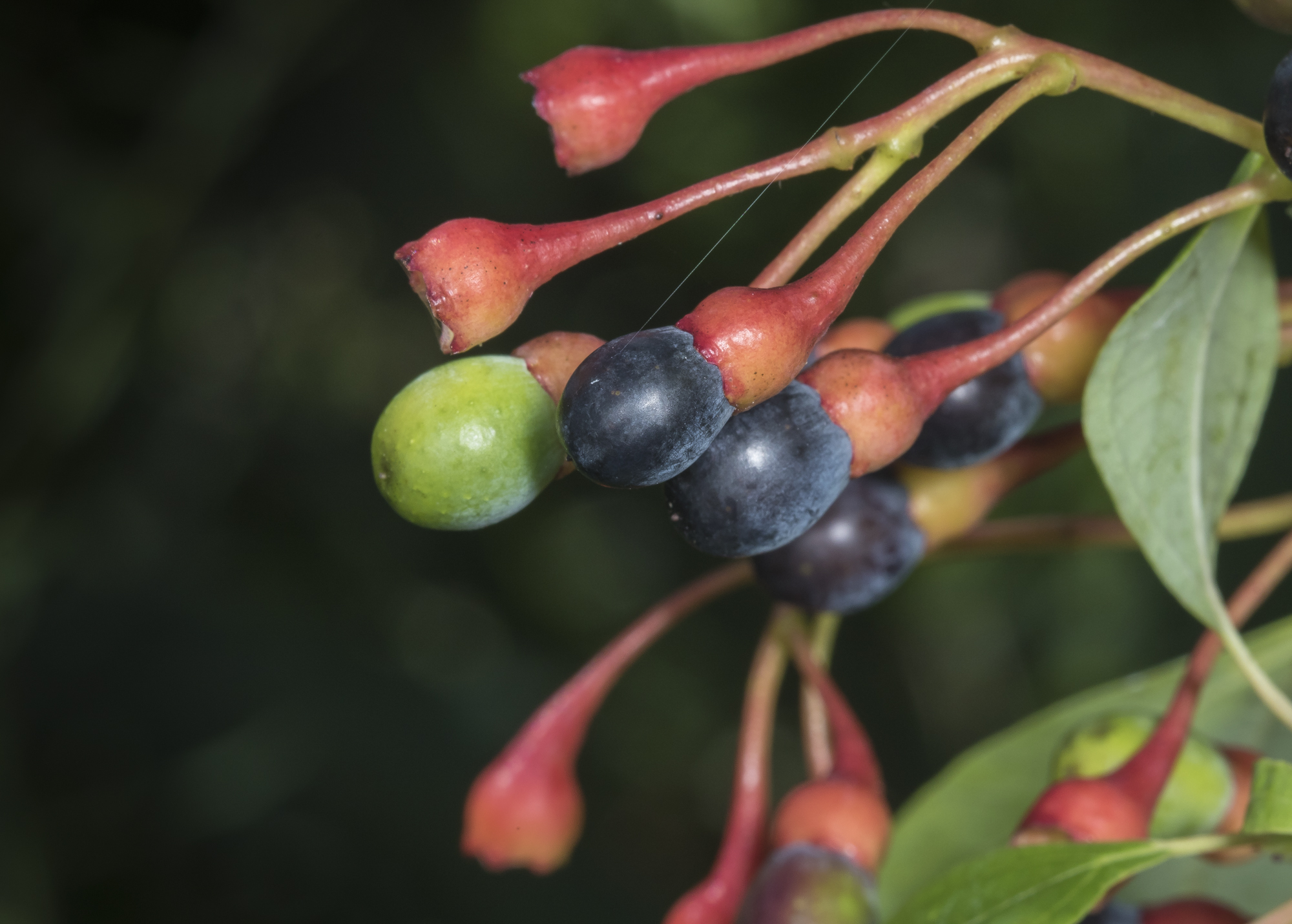 Sassafras berries