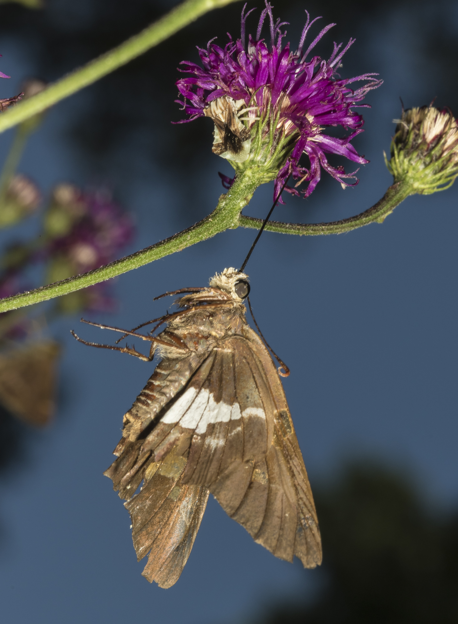 Silver-spotted skipper hanging from Ironweed