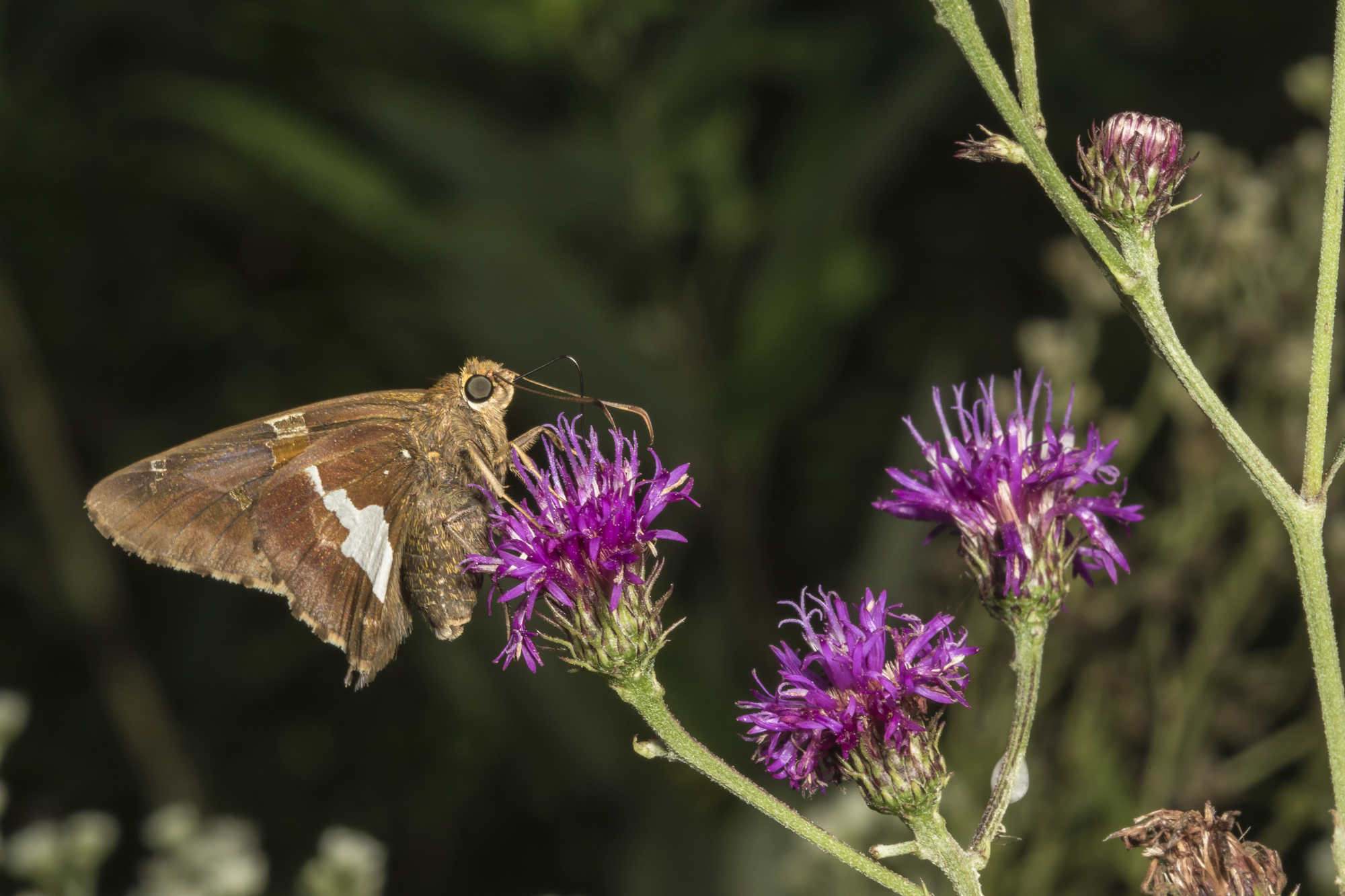 Silver-spotted skipper on ironweed