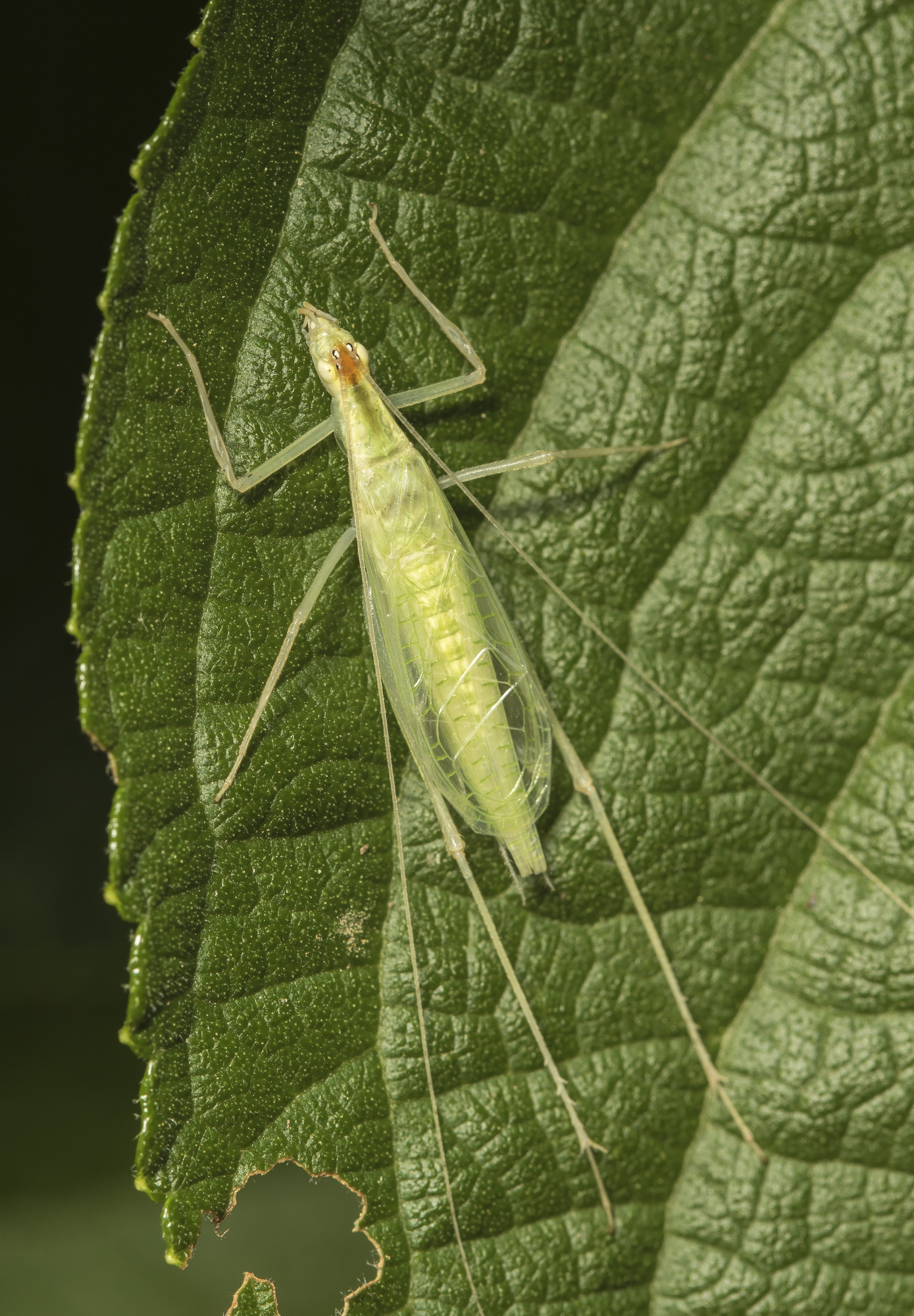 Snowy Tree Cricket