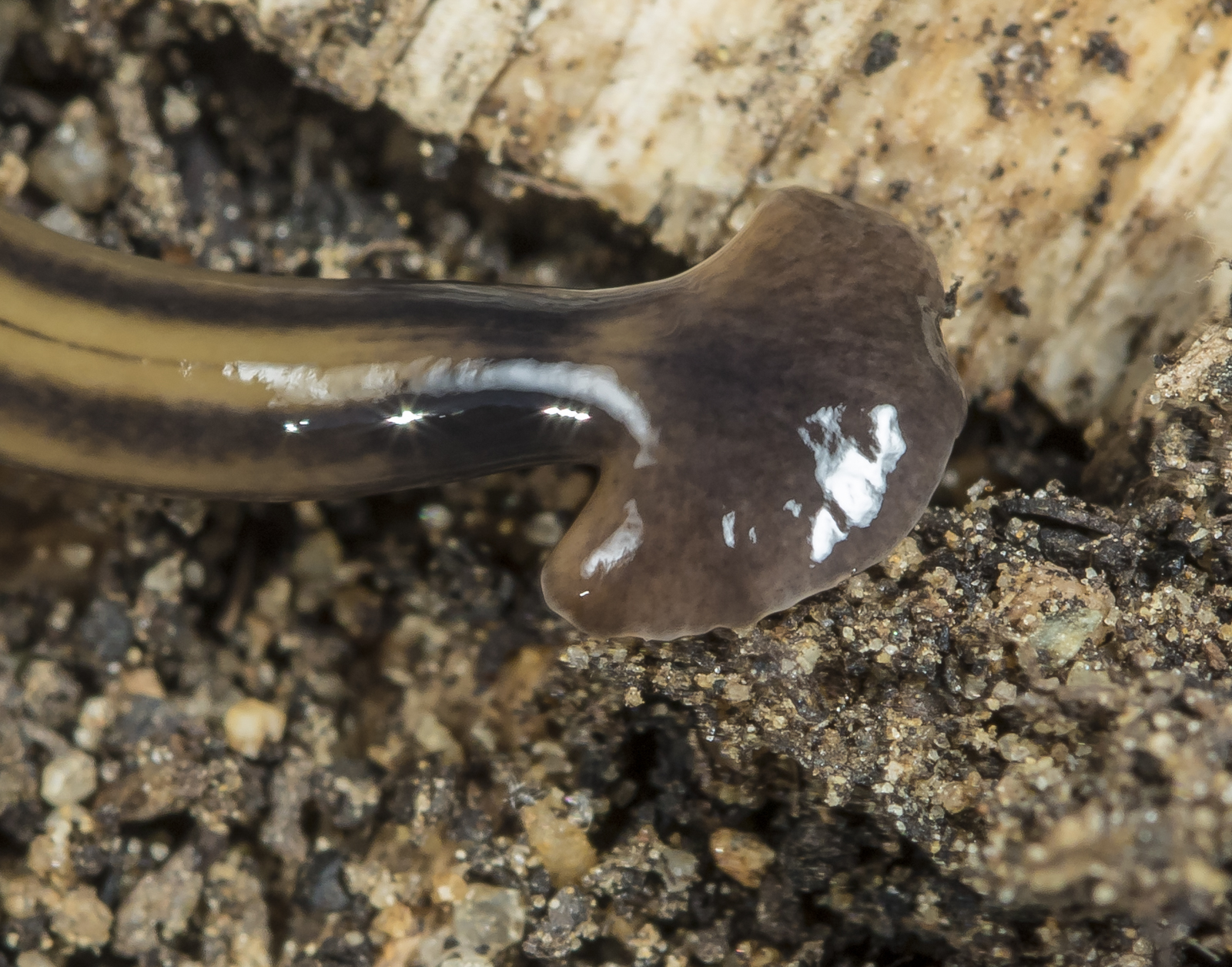 Terrestrial flatworm head