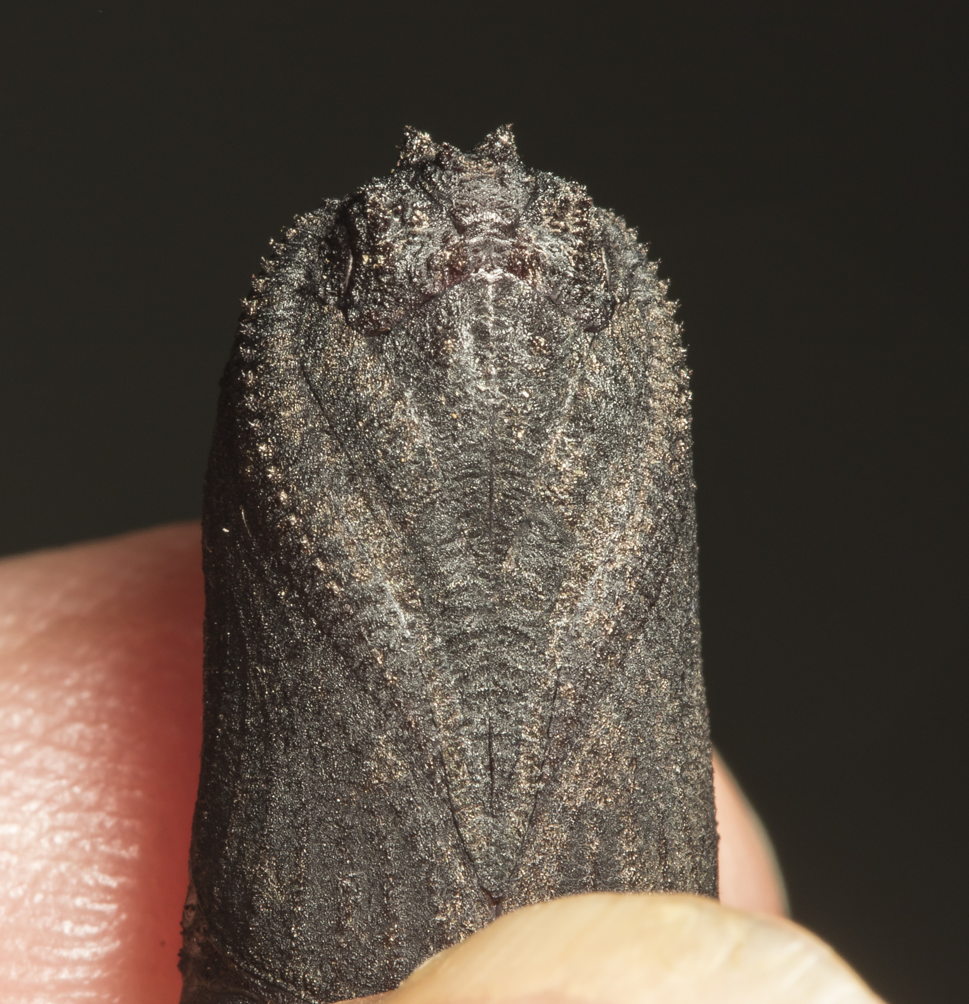 Walnut sphinx pupa