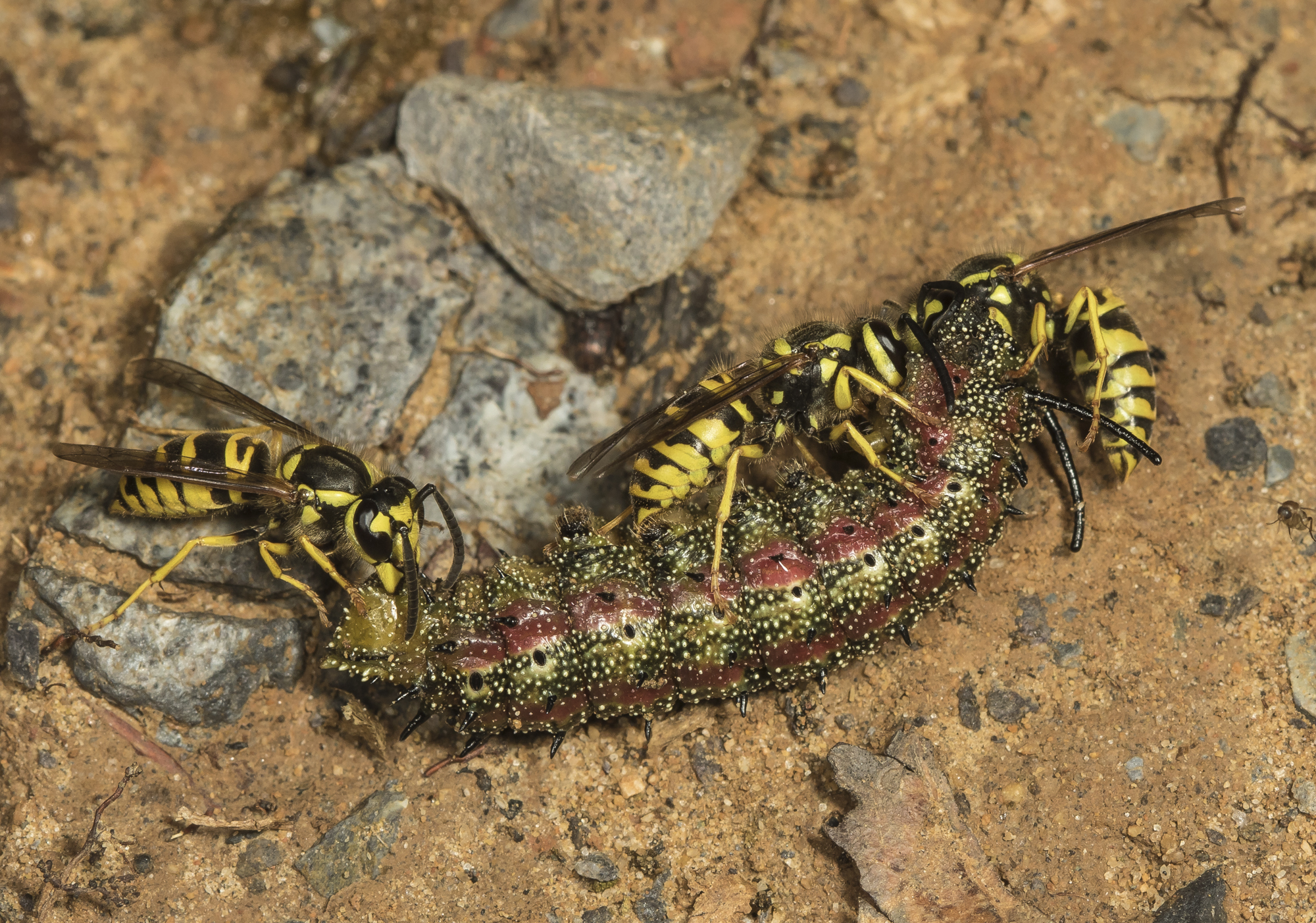 Yellow jackets on caterpillar