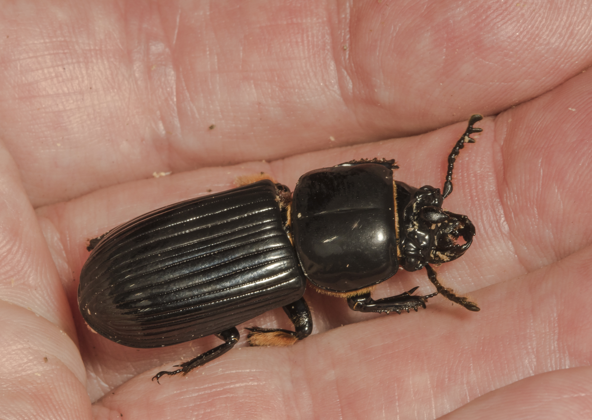 Adult psallis beetle