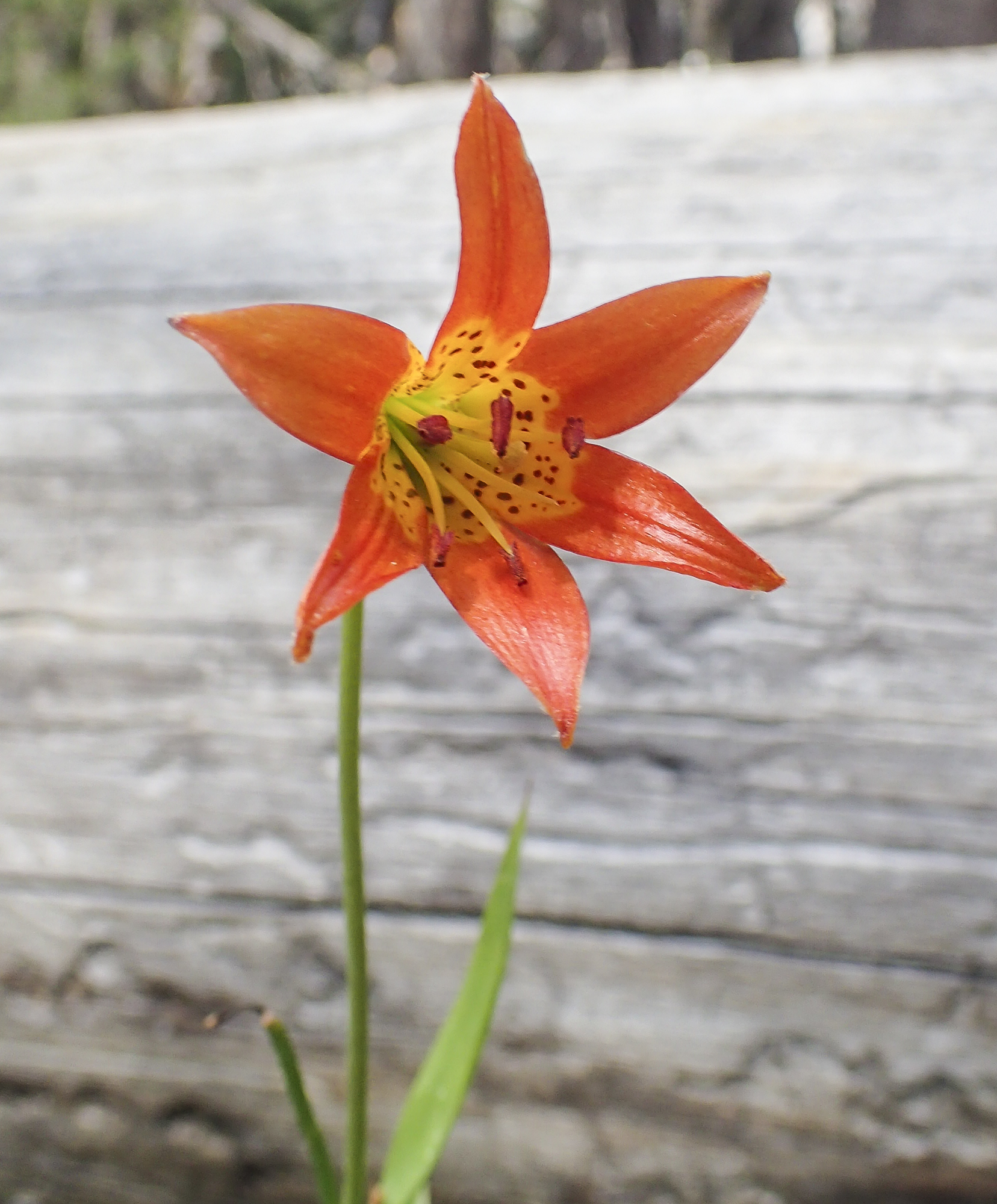 alpine lily