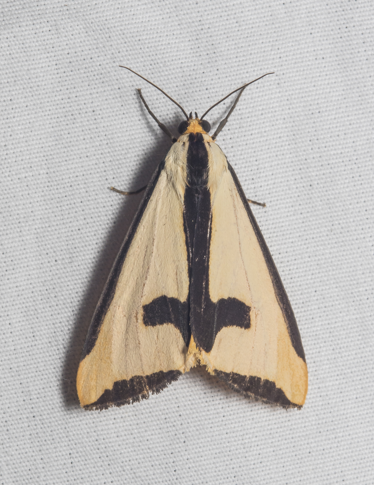 Clymene moth