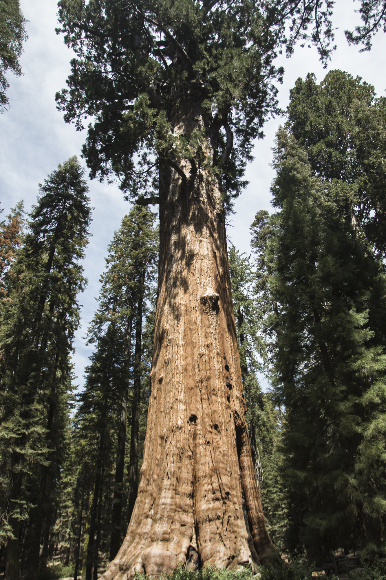 General Sherman tree