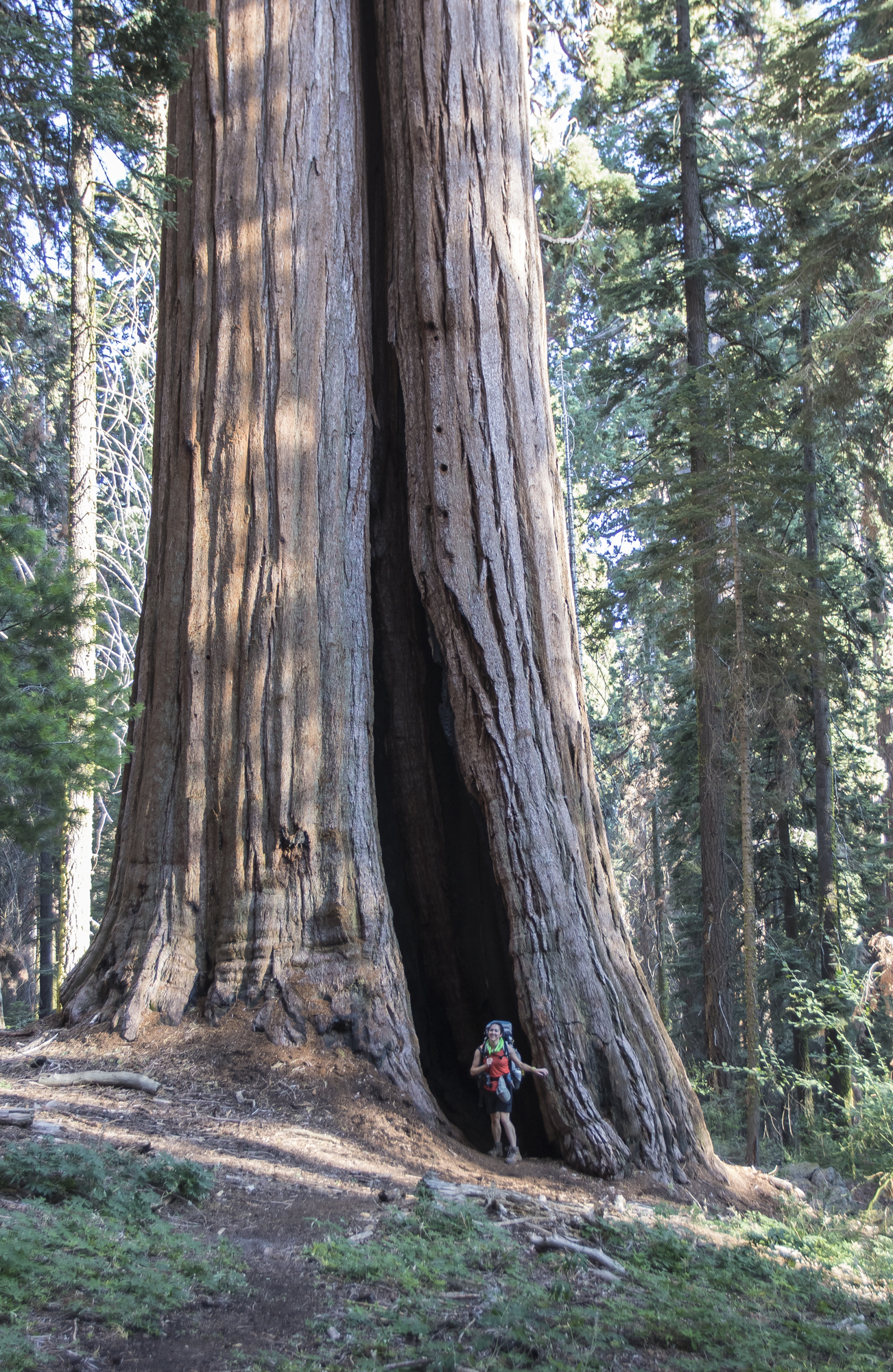 Giant sequoia with Megan for scale