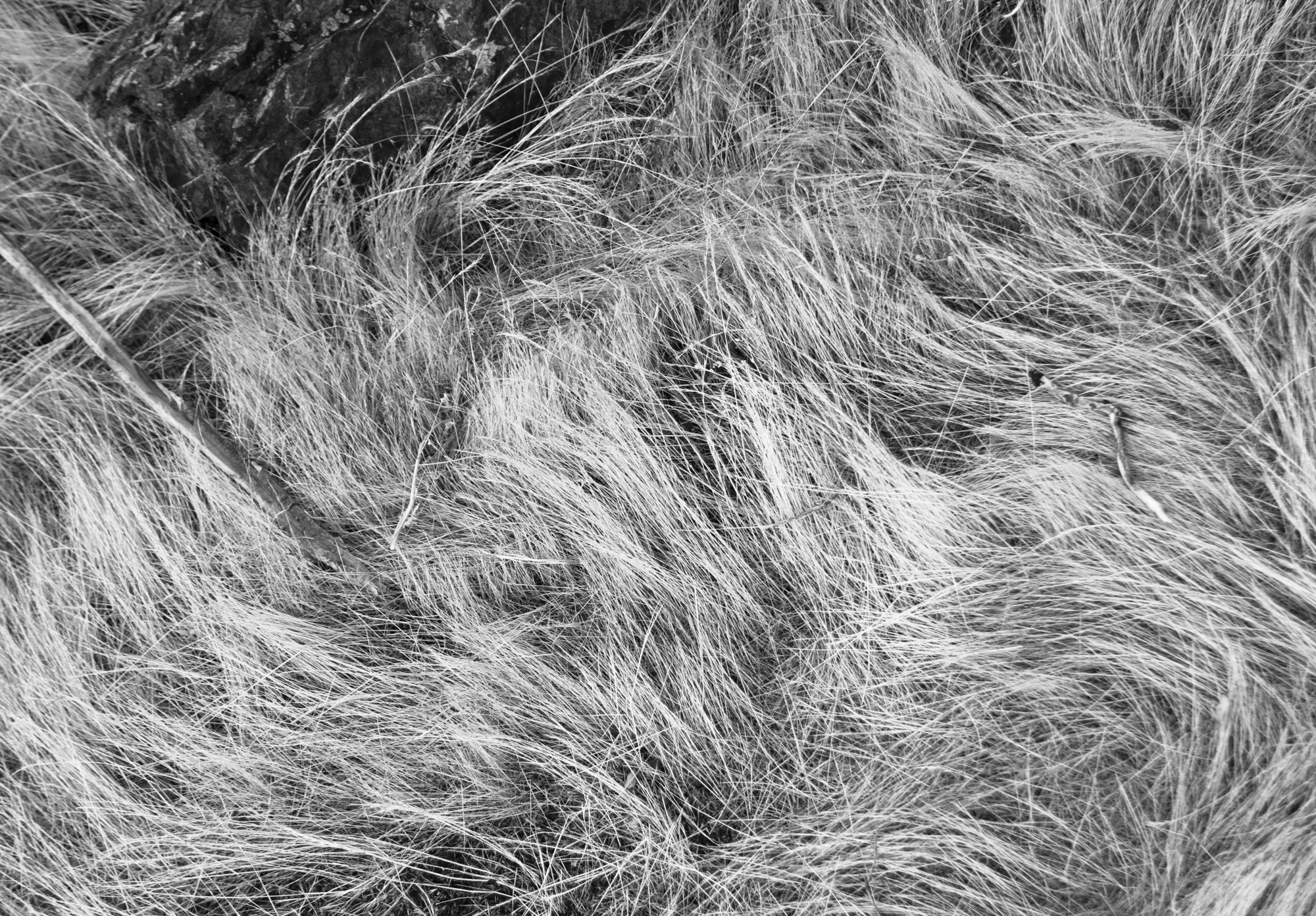 Grasses on ex[posed slope in Redwood Canyon