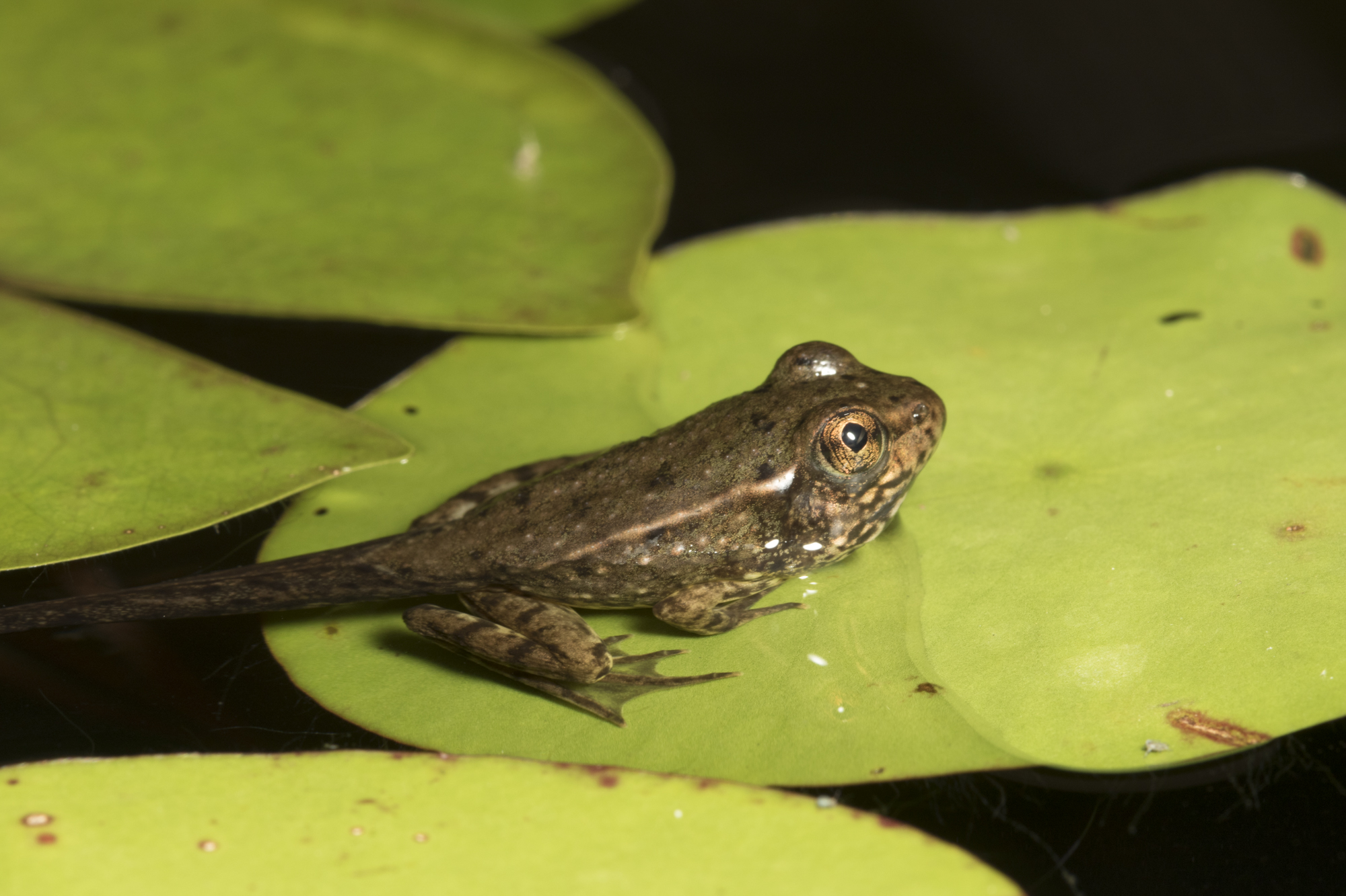 Green frog juvenile