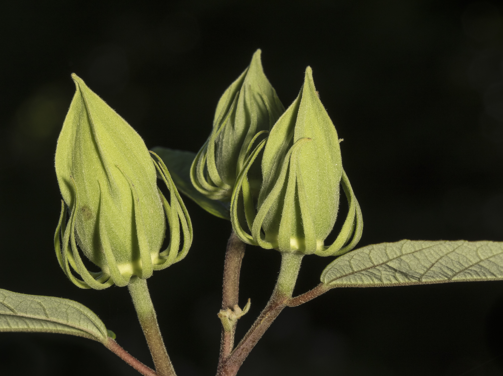 Hibiscus flower buds