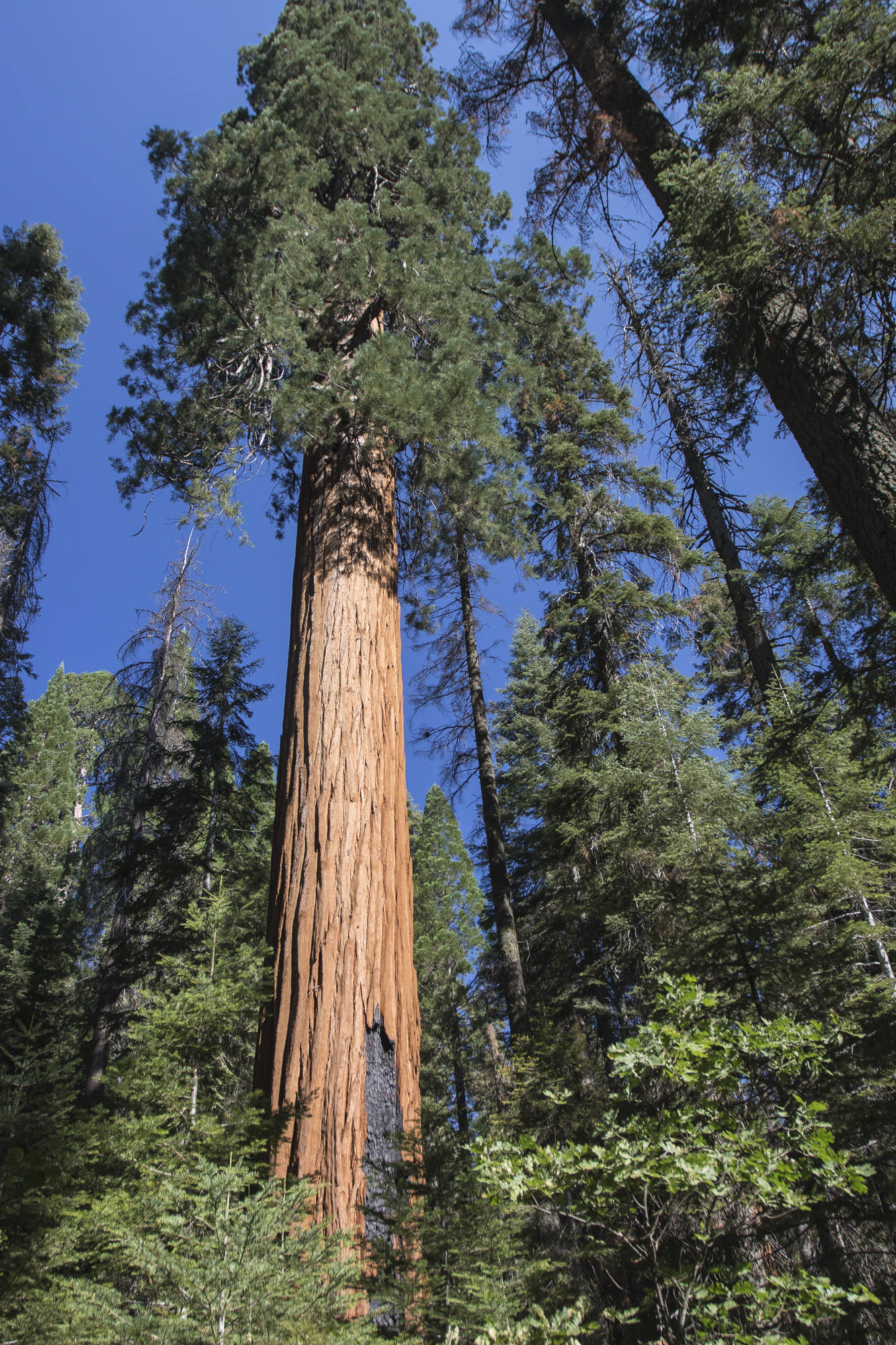 Huge sequoia