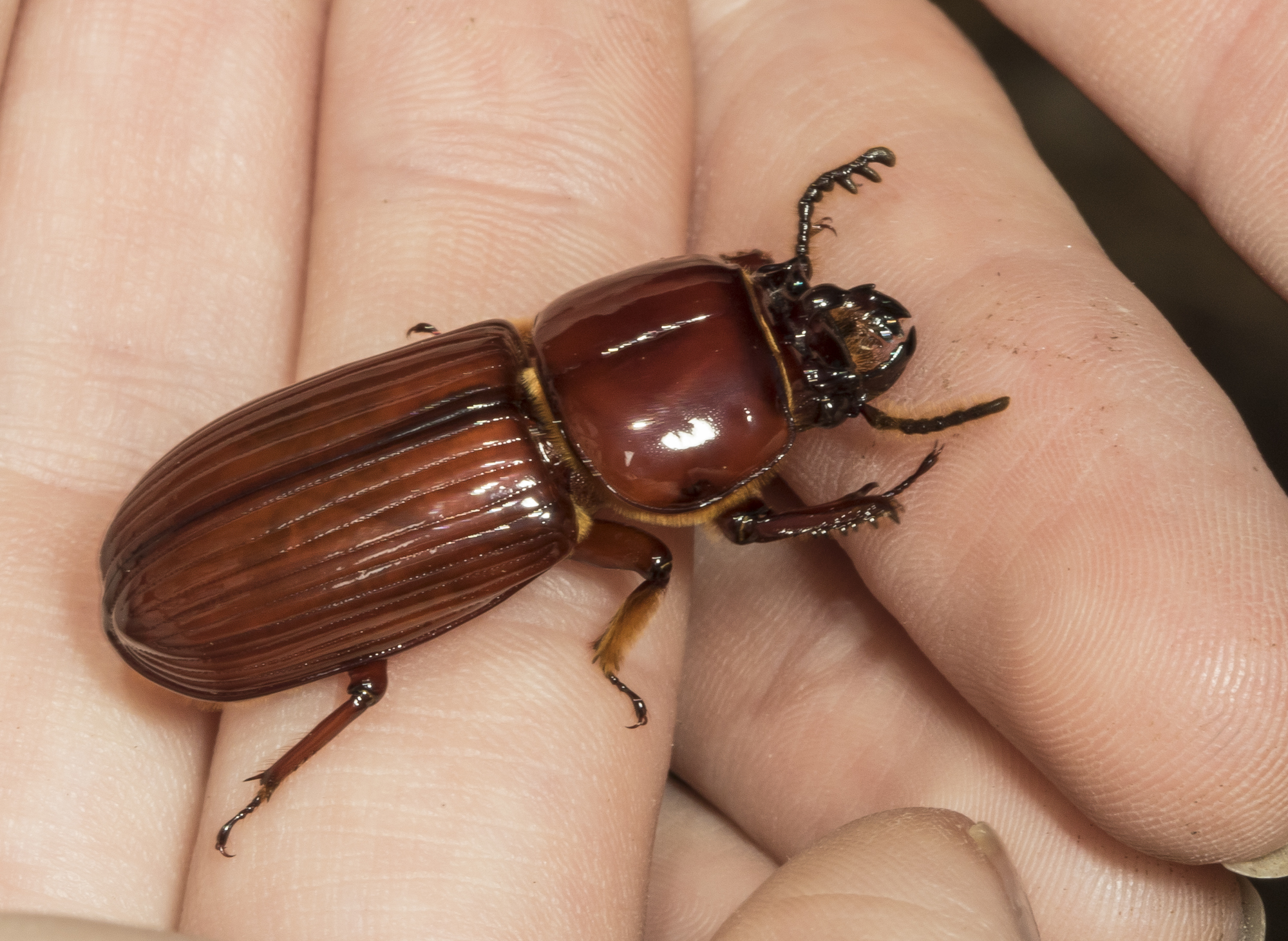 Immature psallis beetle