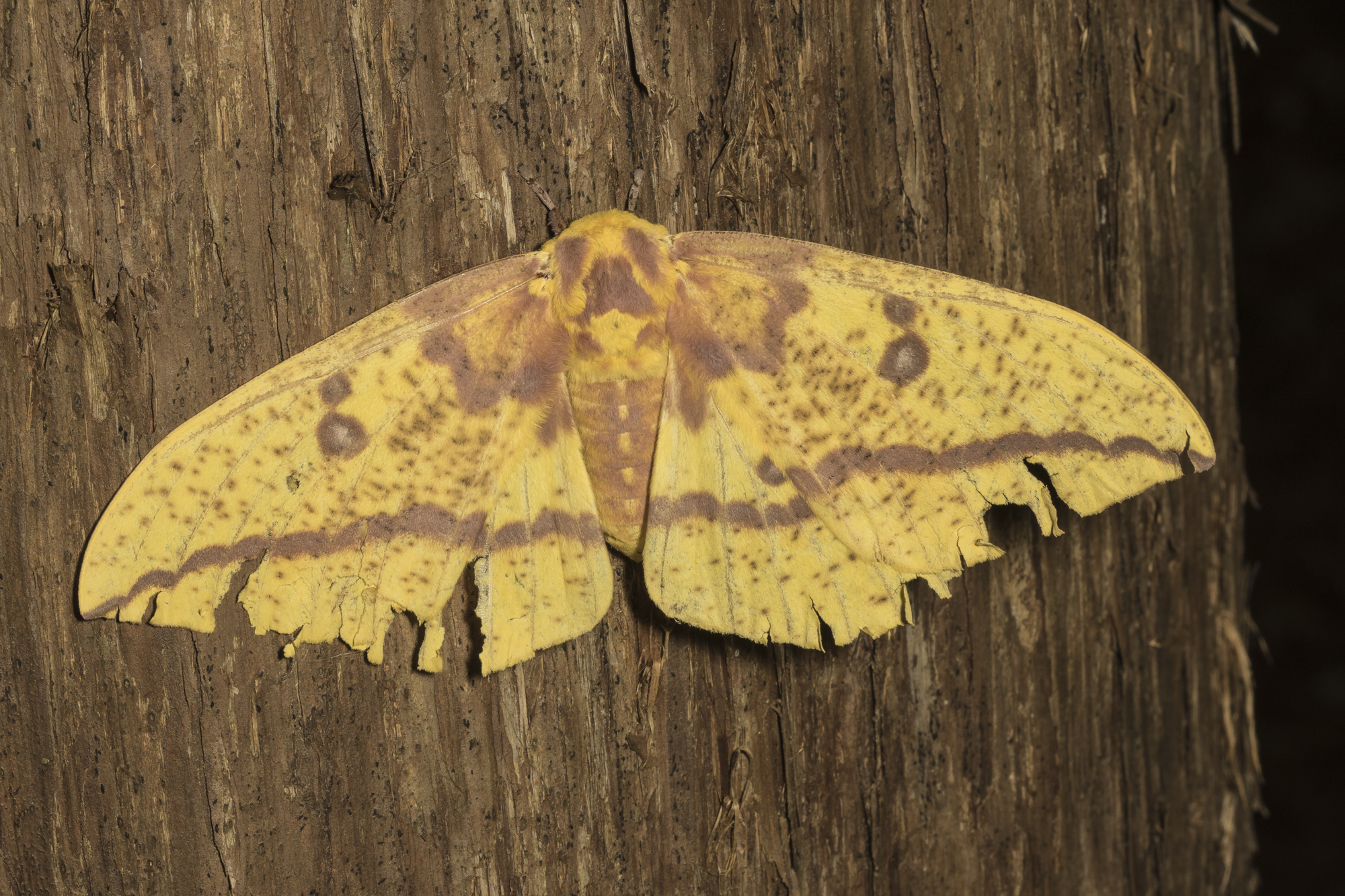 Imperial moth