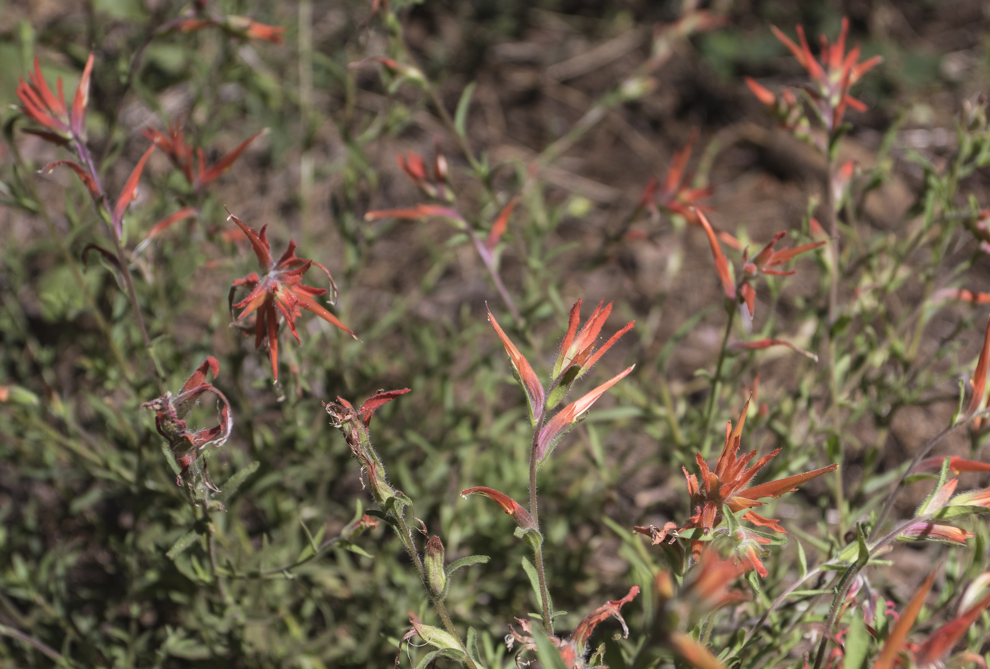 Indian paintbrush