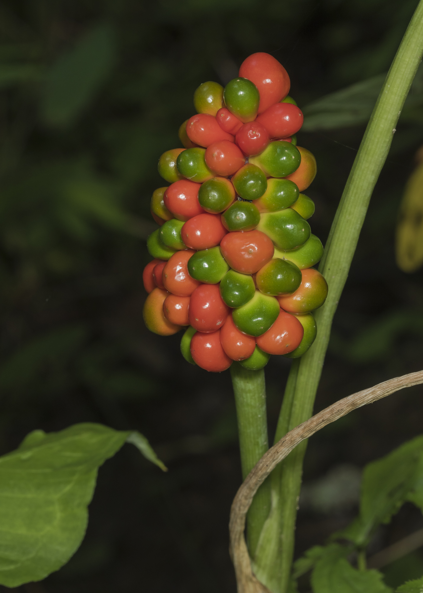 Jack in the Pulpit seeds