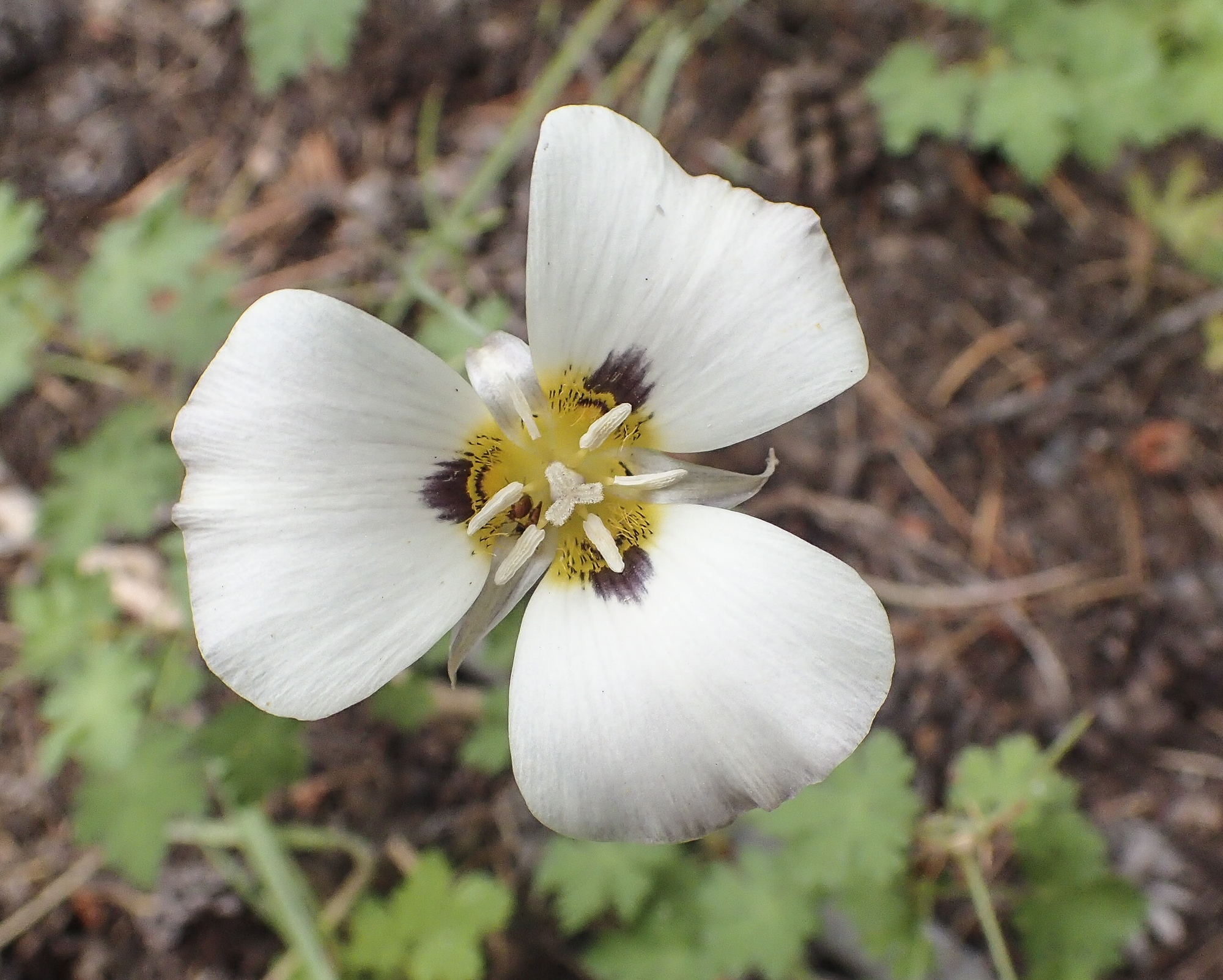 Leichtlin's Mariposa Lily