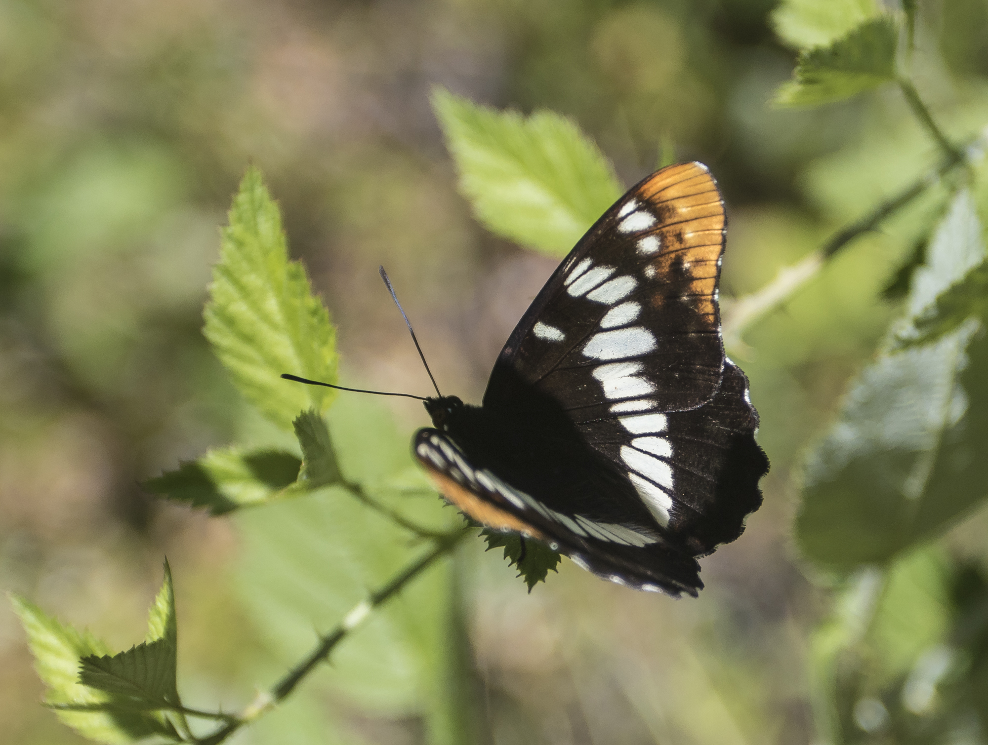 Lorquin's admiral wings open