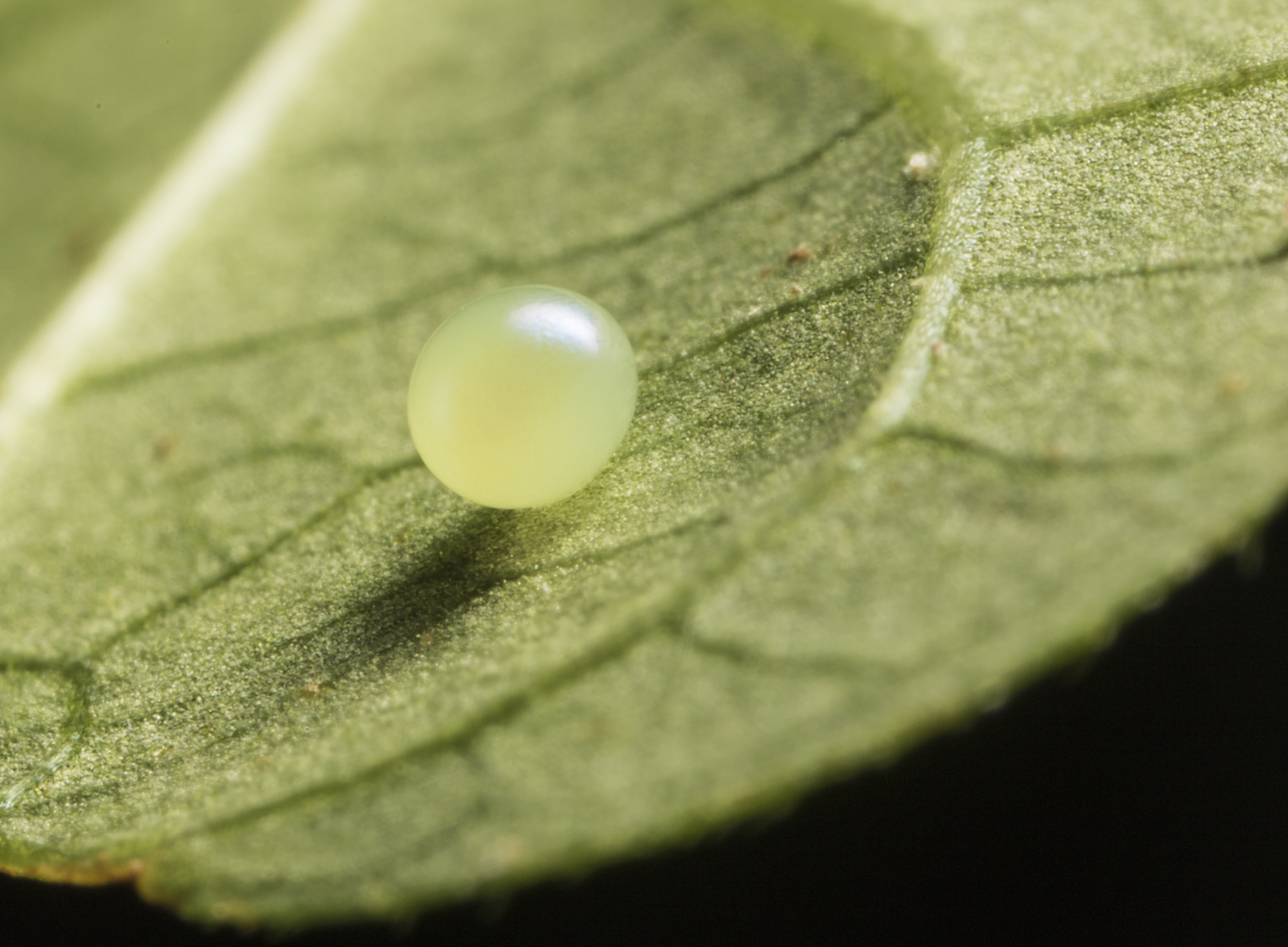 Nessus sphinx moth egg on VA Creeper