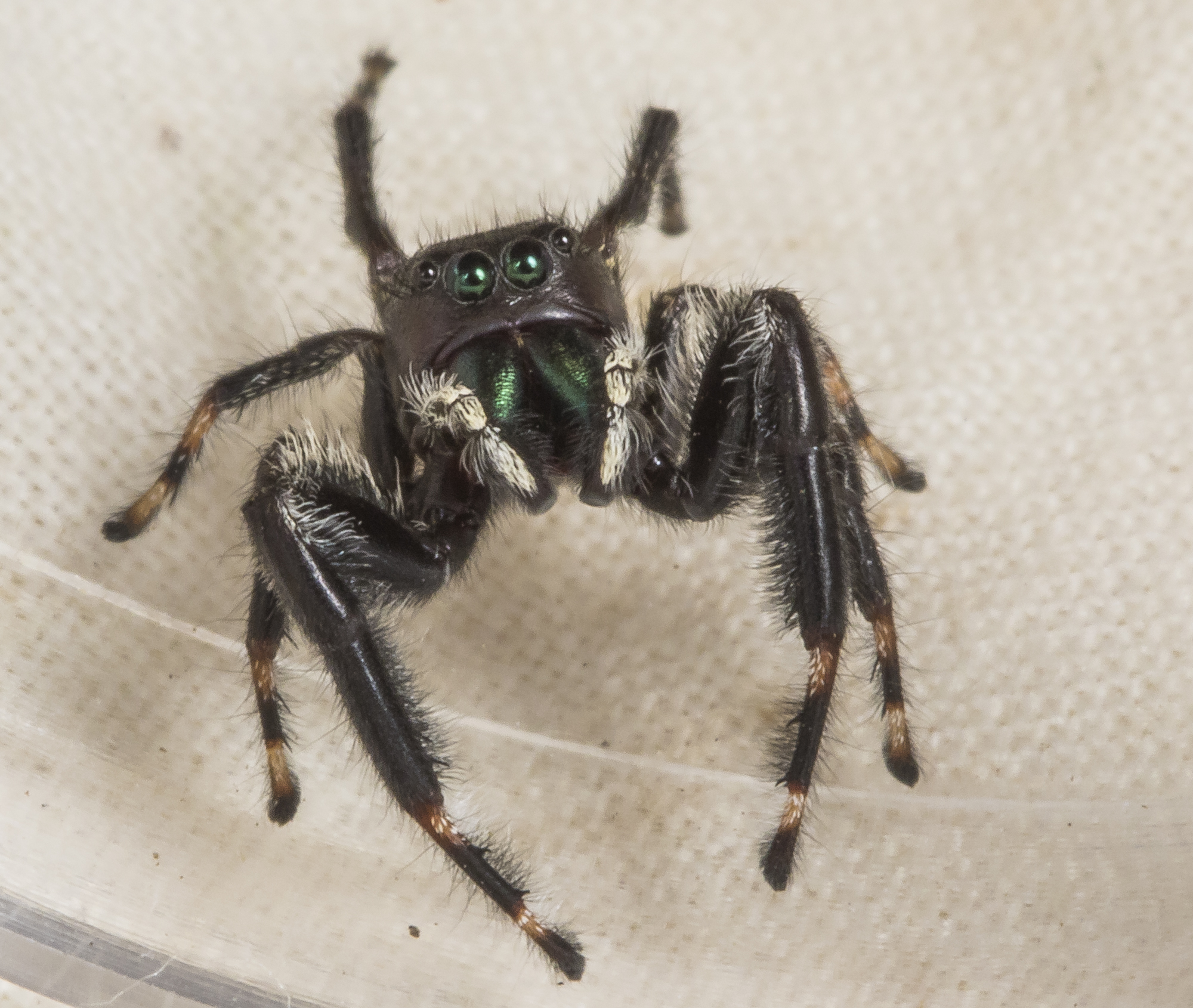 Phidippus clarus, Brilliant Jumper, looking up