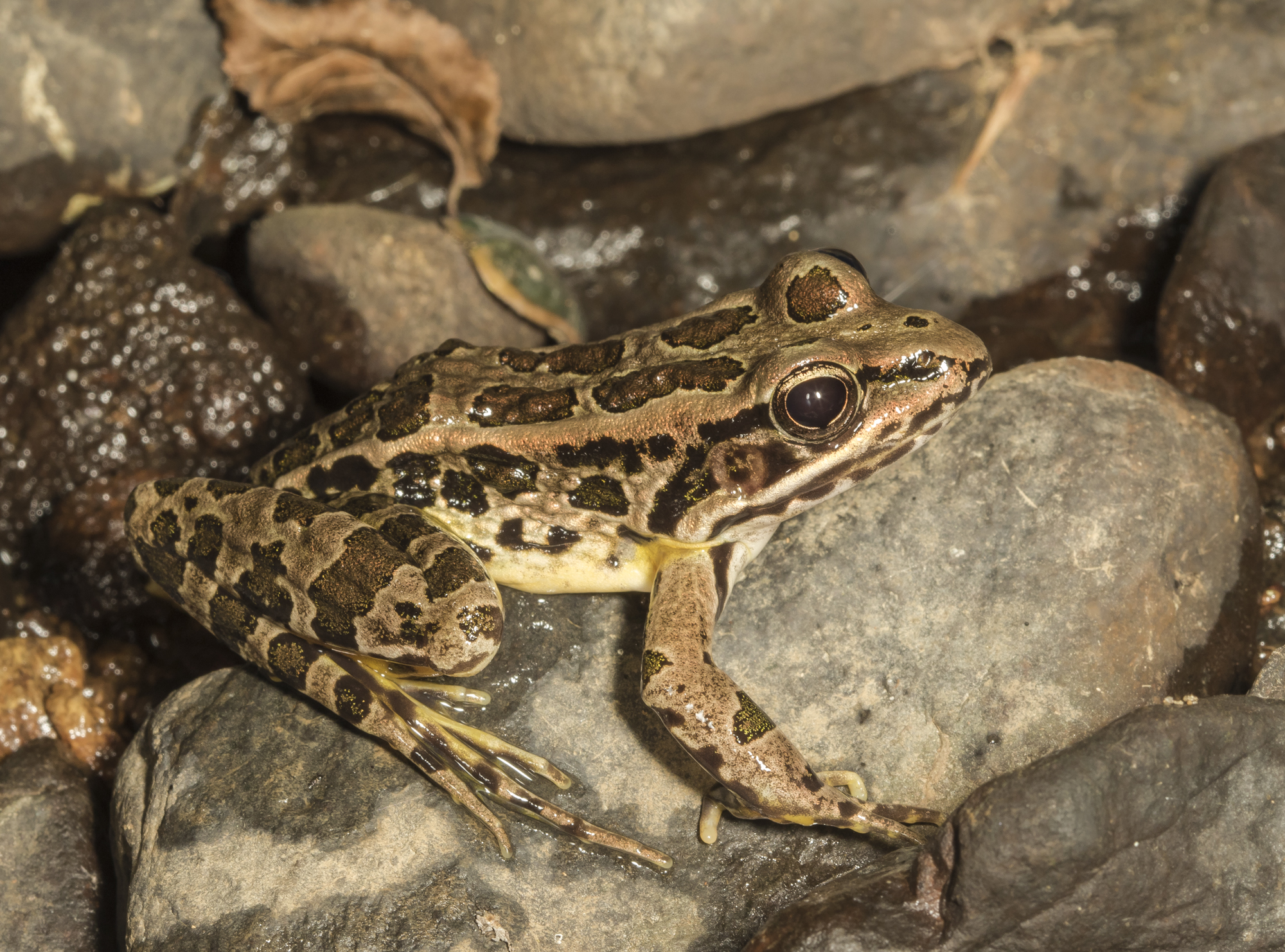 Pickerel frog