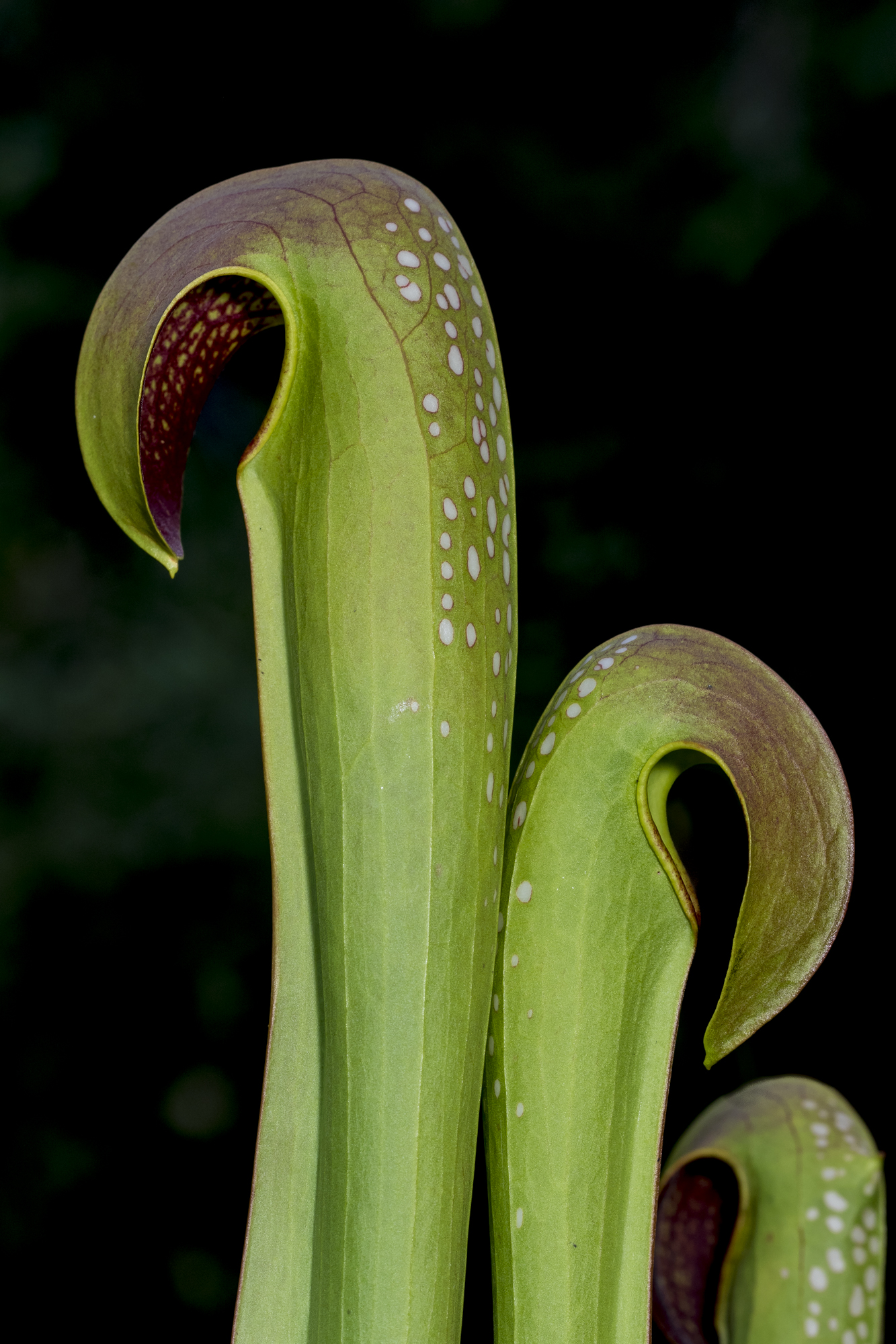 Pitcher plants