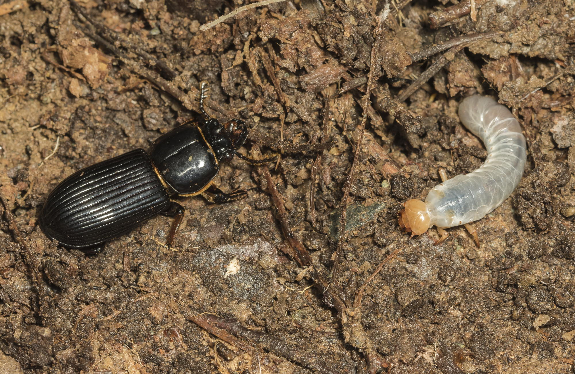 Psallis beetle grub and adult