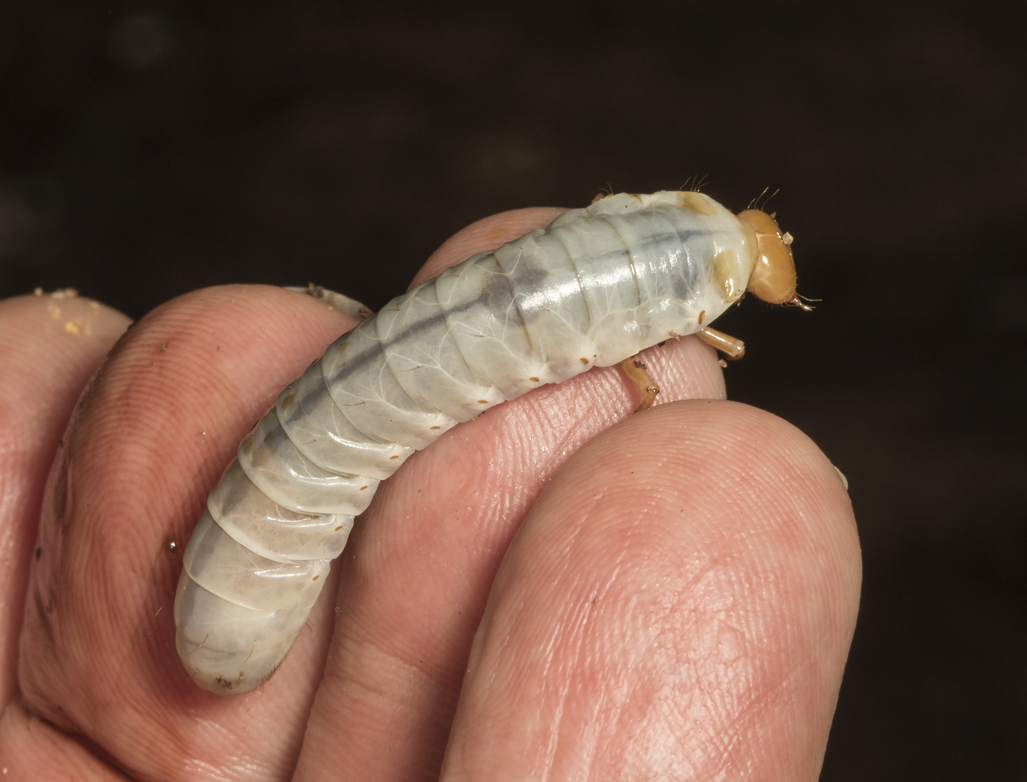Psallis beetle grub on finger for scale