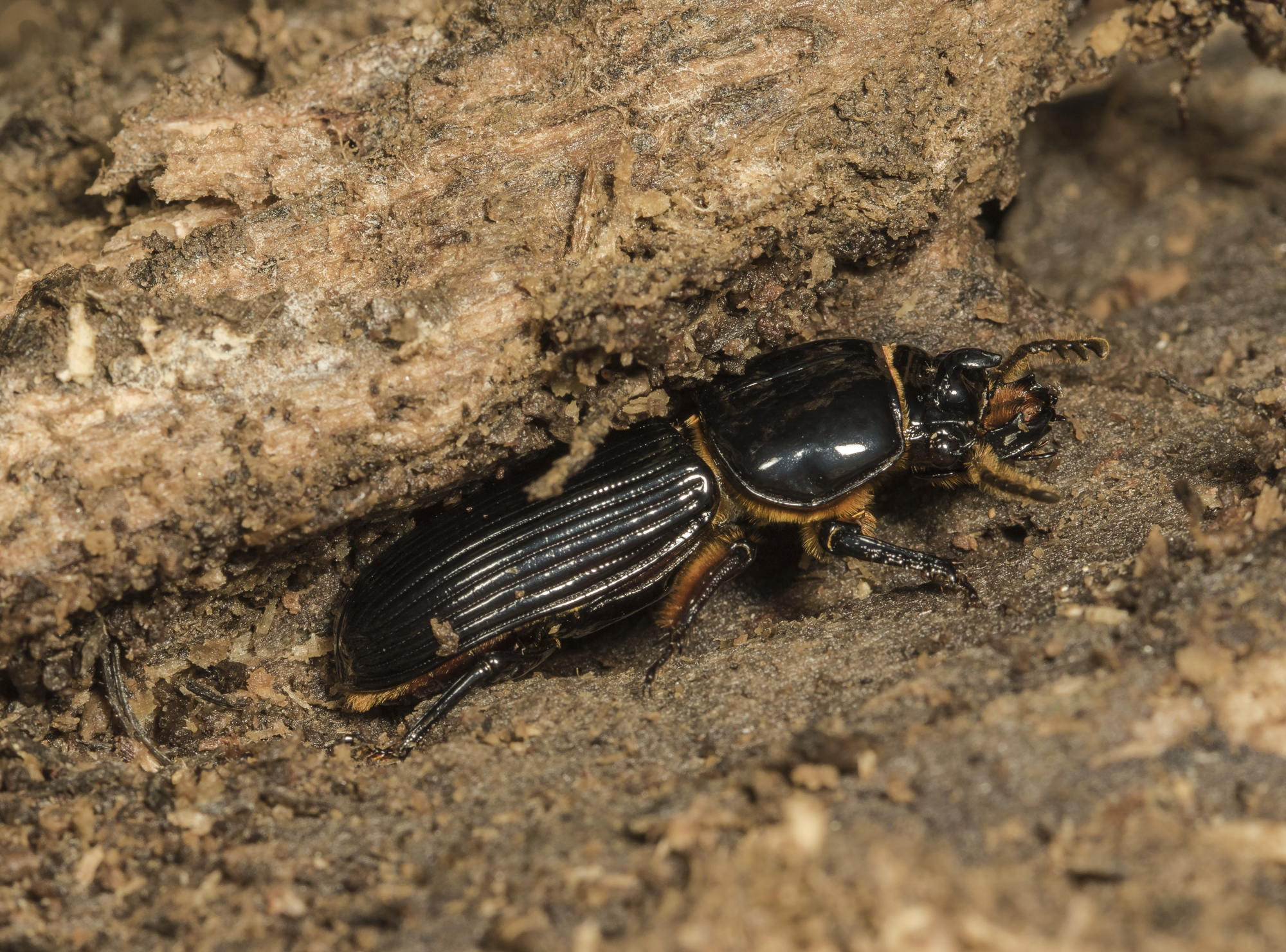 Psallis beetle in gallery in log