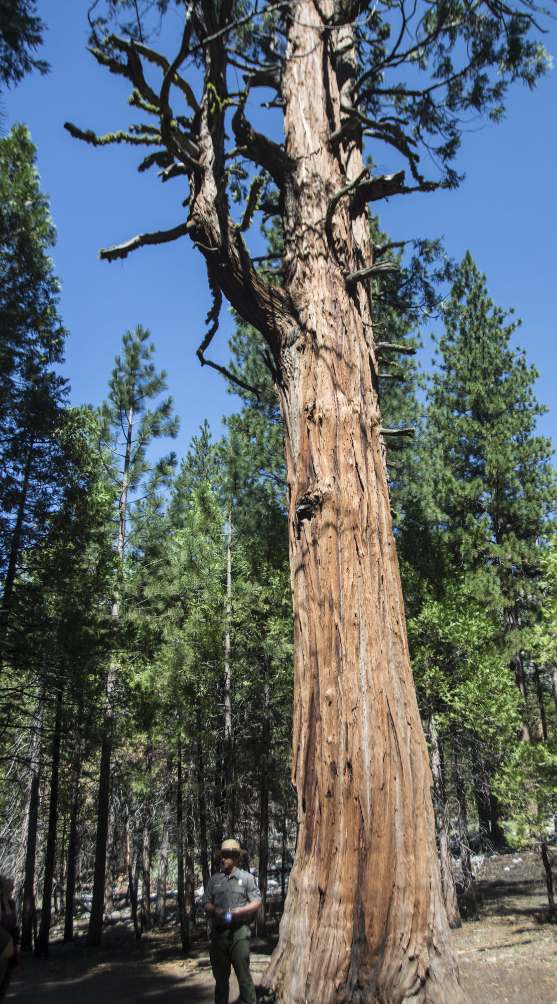 Ranger next to incense cedar