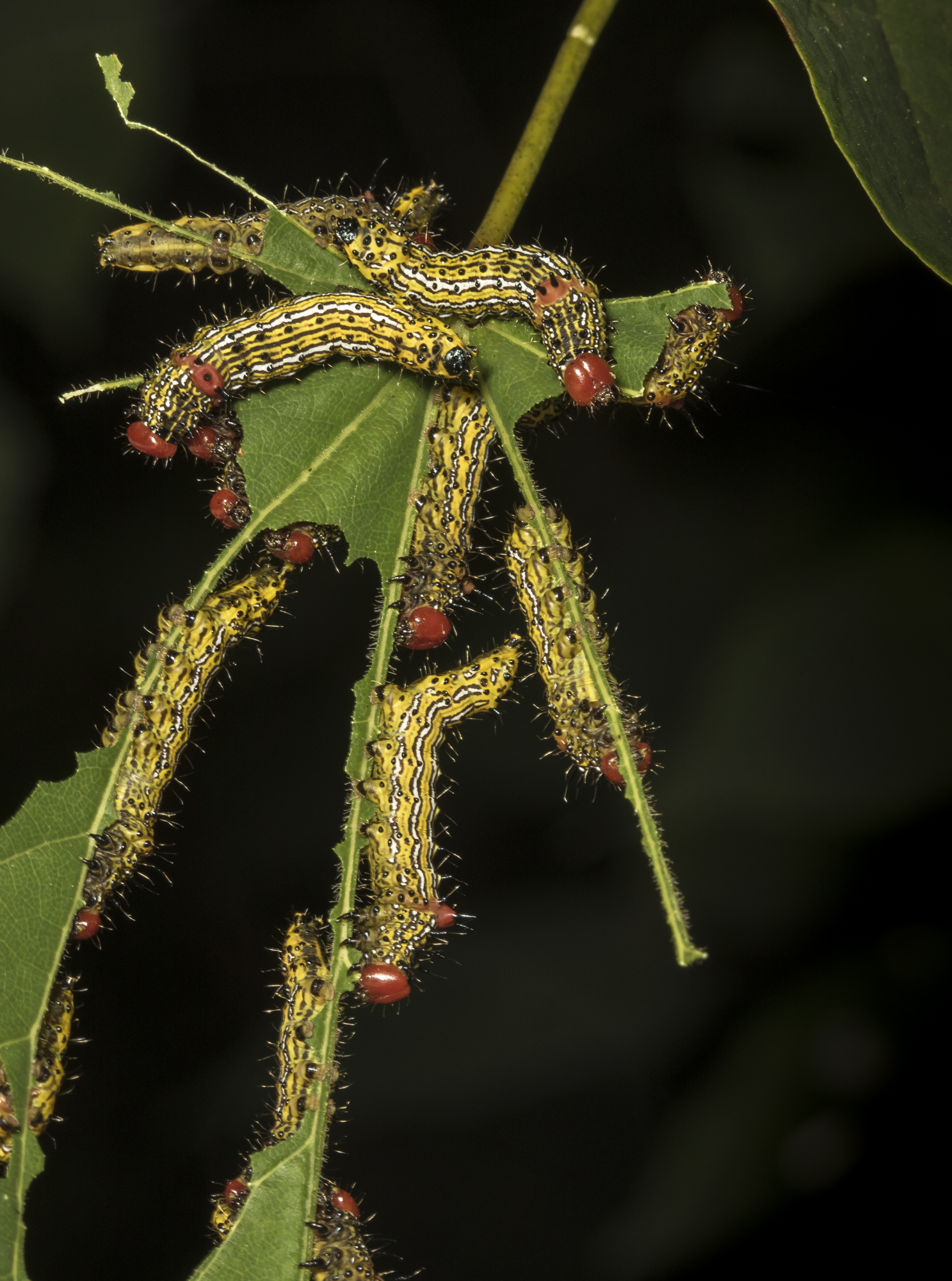 Red-humped caterpillars 1