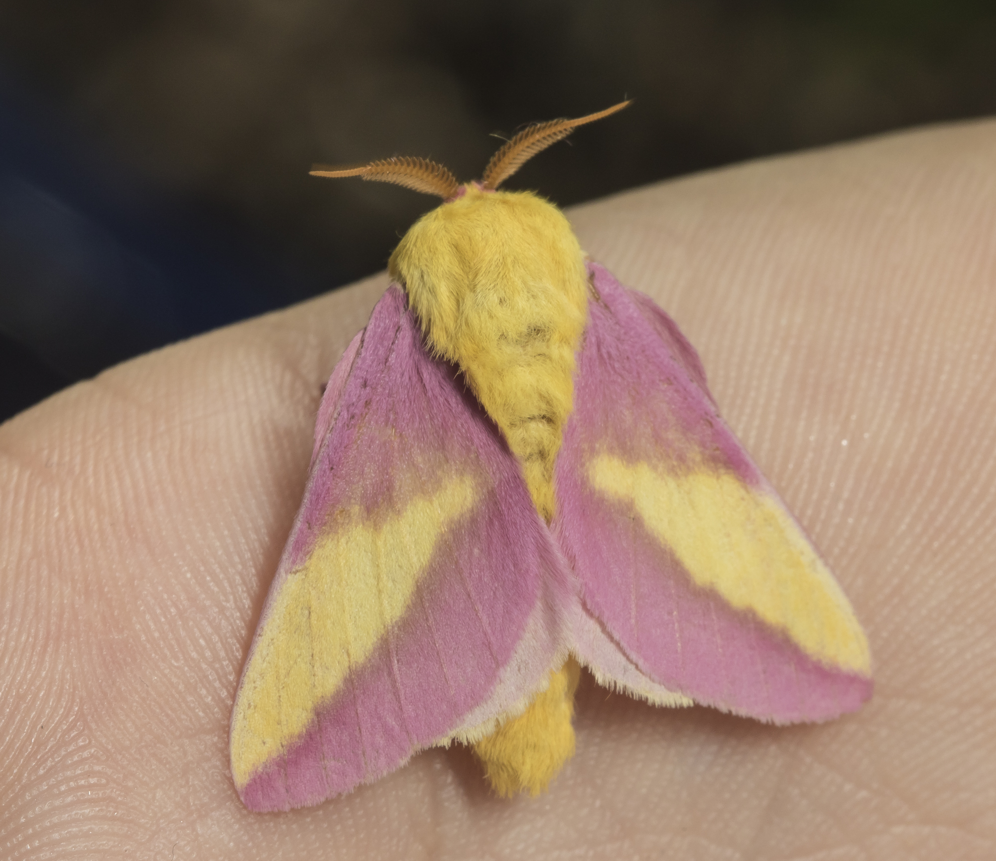 Rosy maple moth