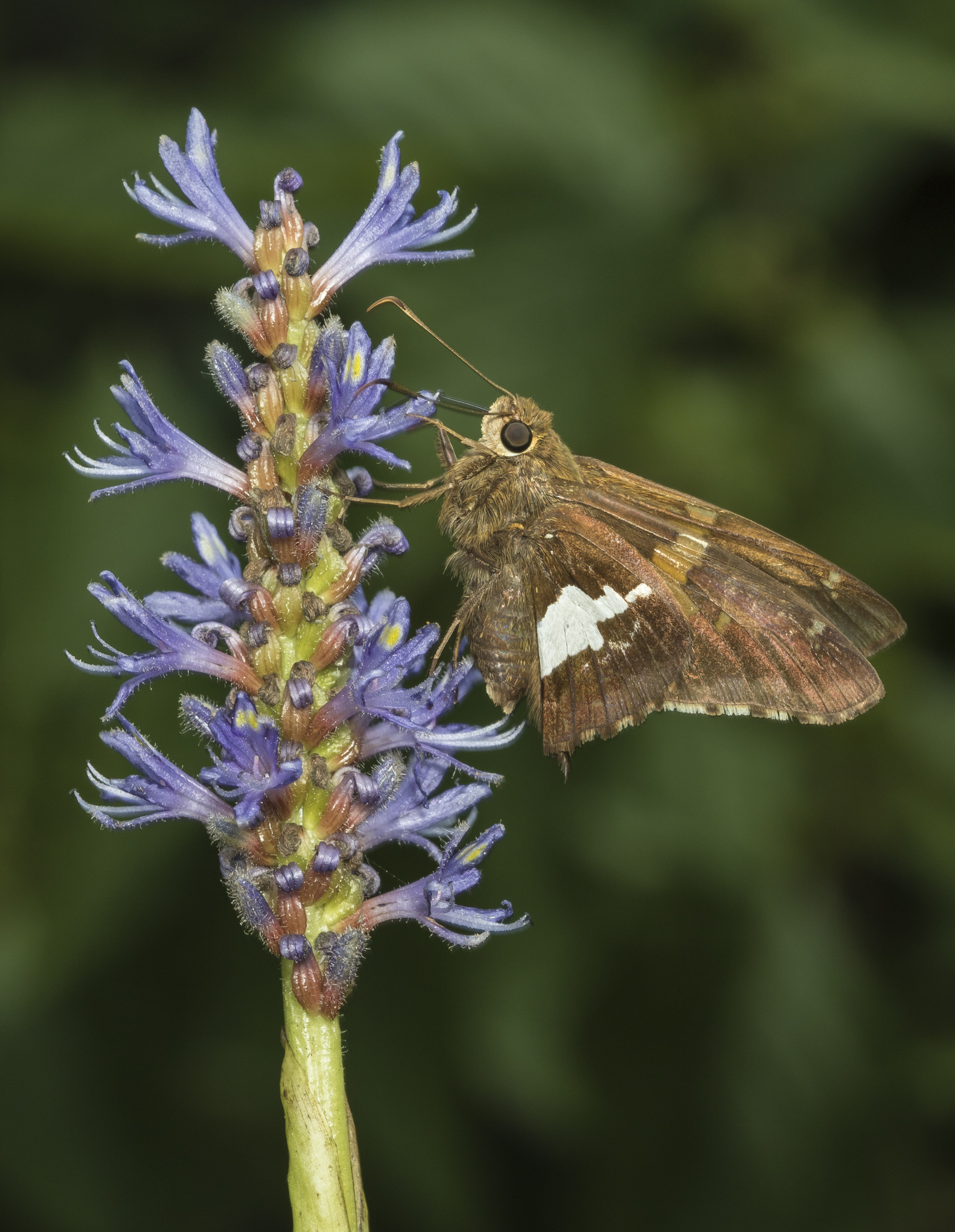 Silver-spotted skipper on pickerel weed