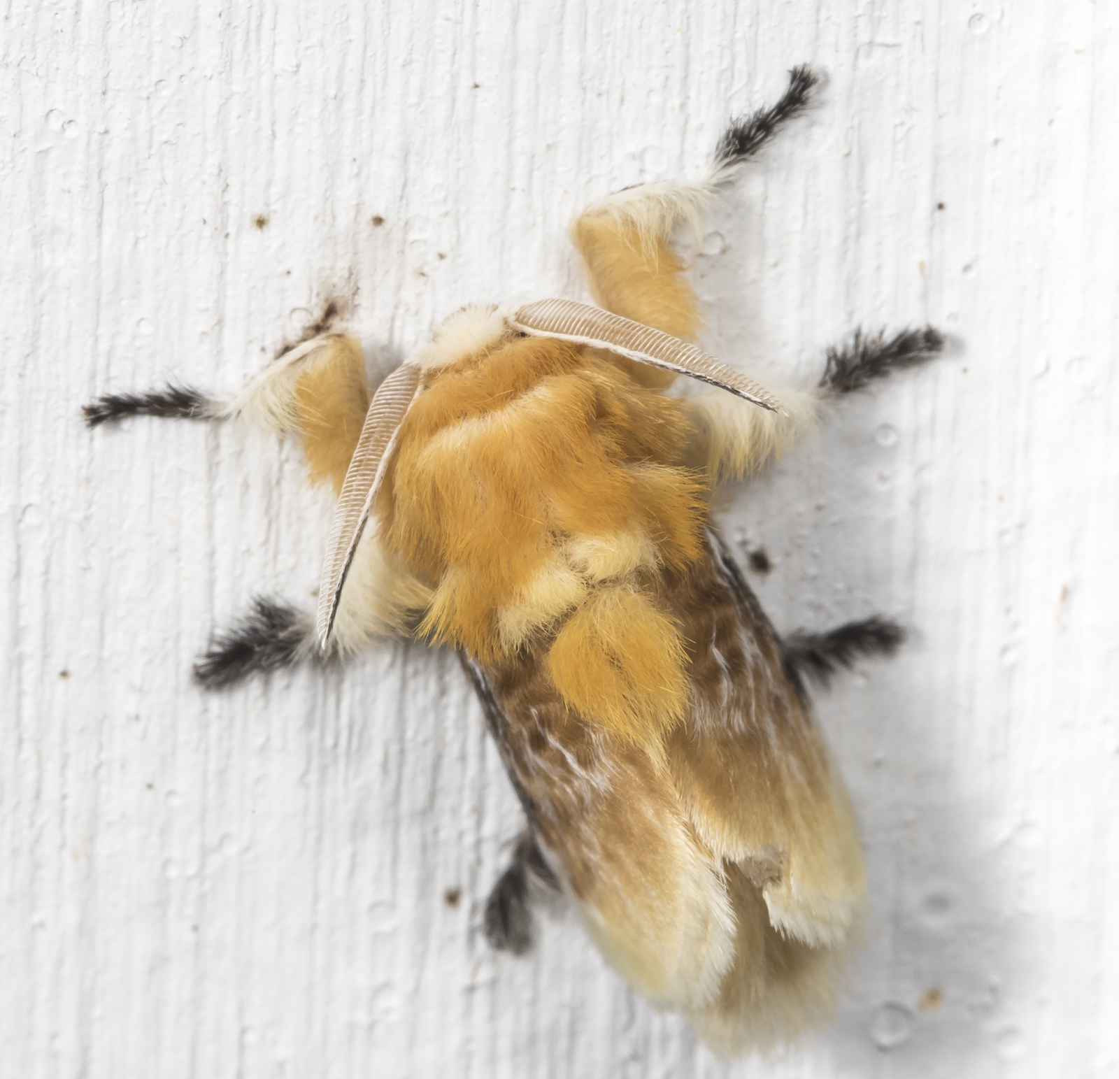 Southern flannel moth