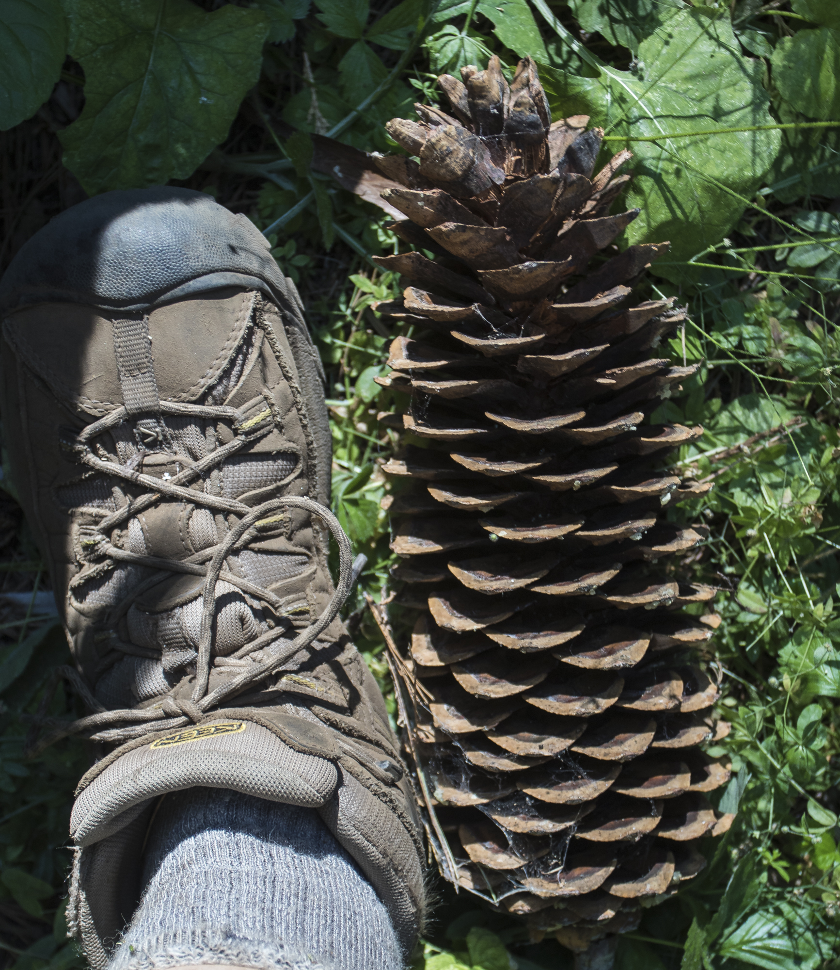 Sugar Pine cone