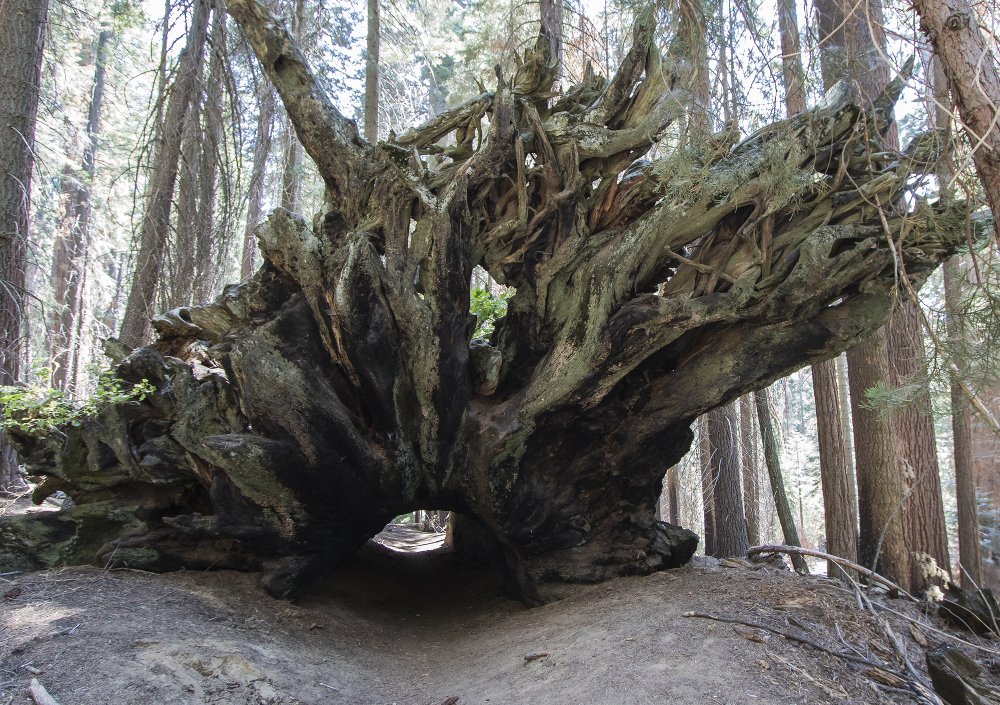 Tunnel tree from far end