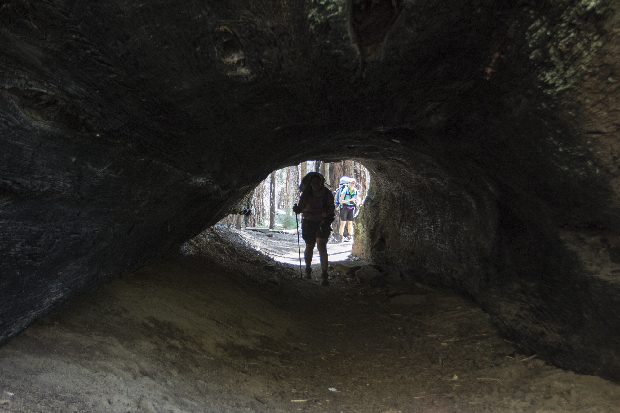 Tunnel tree with hiker