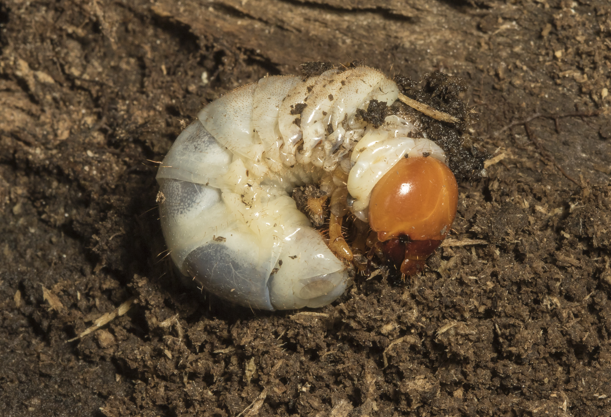 unid beetle grub;  not a psallis 1