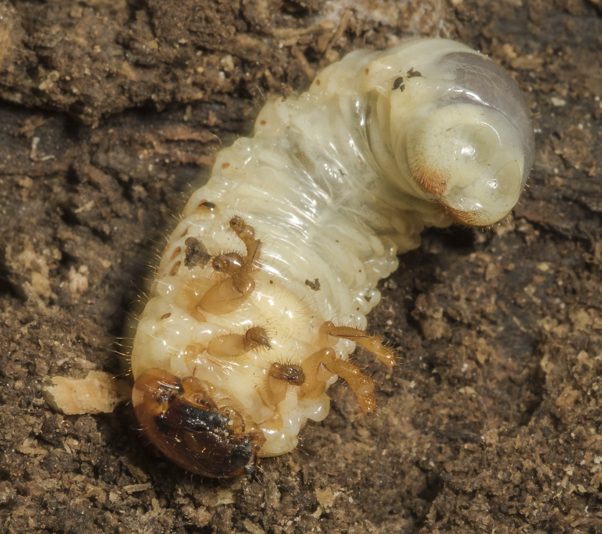 Unid beetle grub; probbly not a psallis