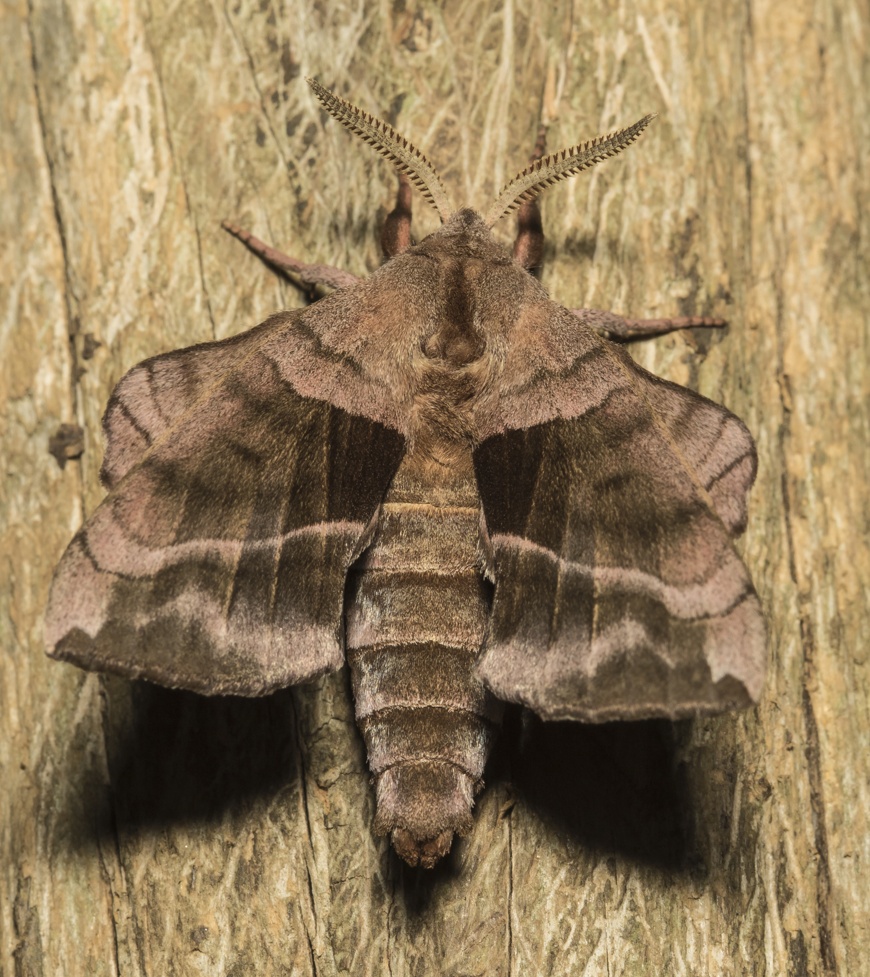 Walnut sphinx moth just after emergence