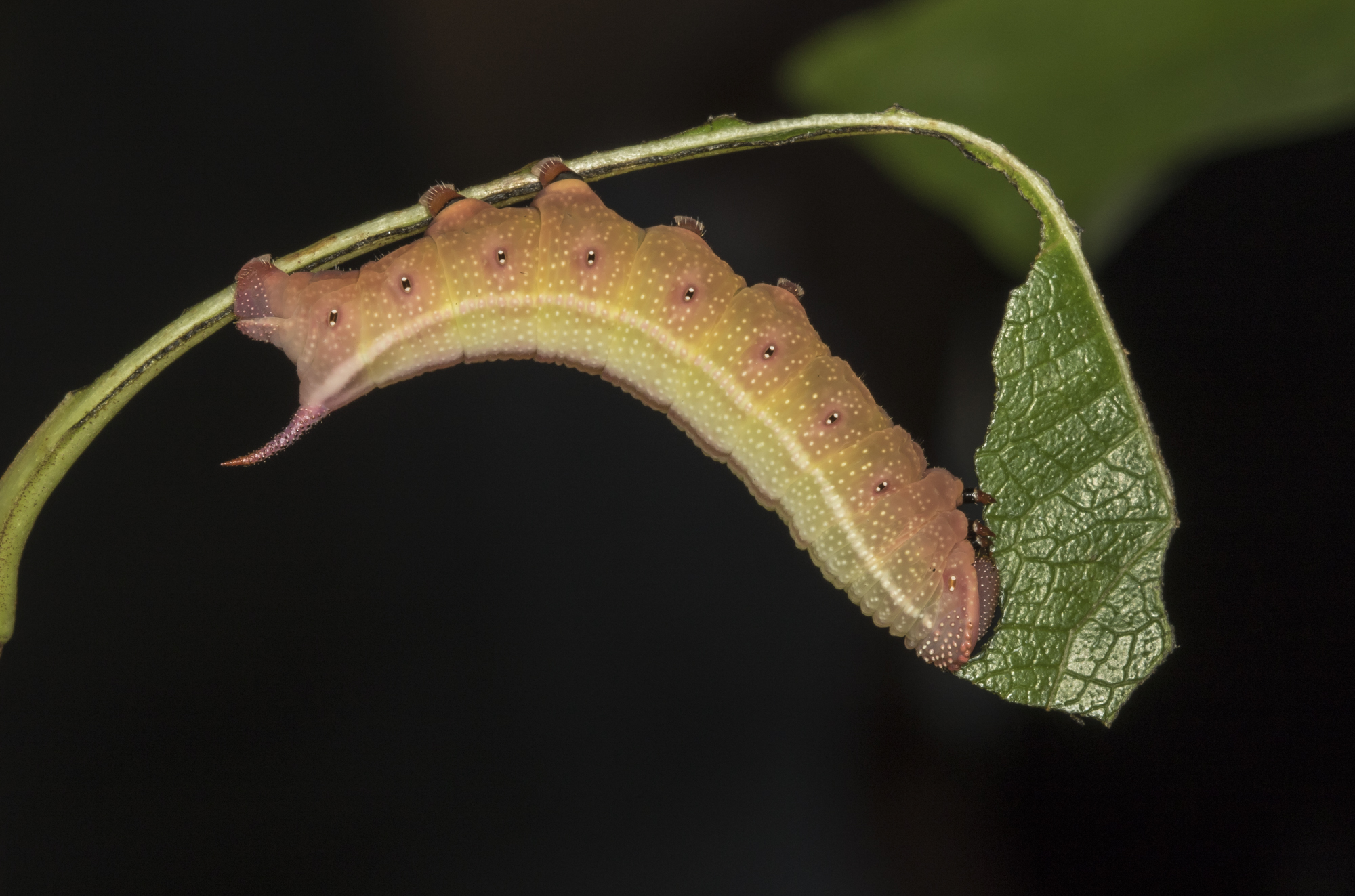 Hummingbird sphinx larva