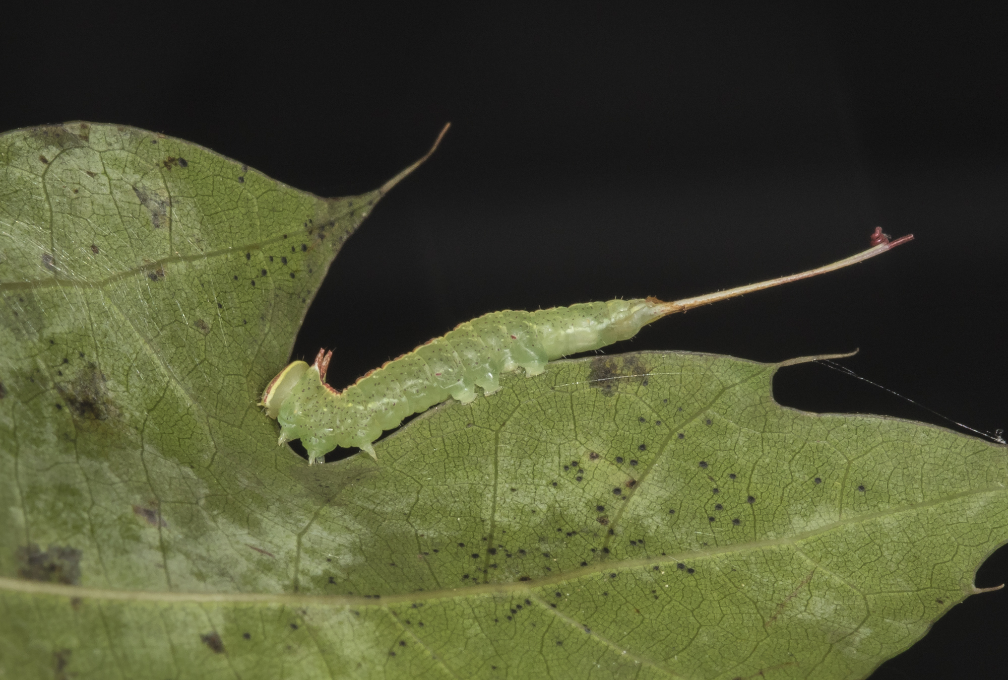 unid early instar prominent