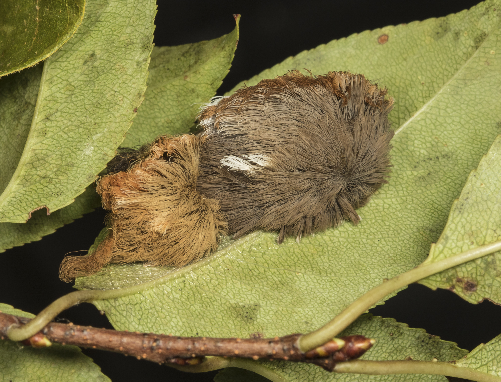 Puss Moth caterpillar shedding its skin
