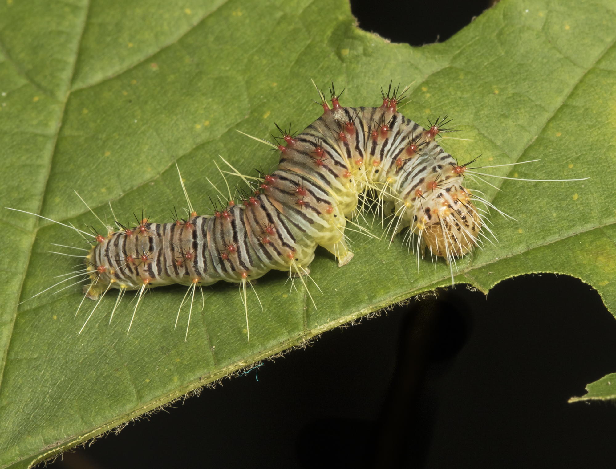Retarded dagger moth