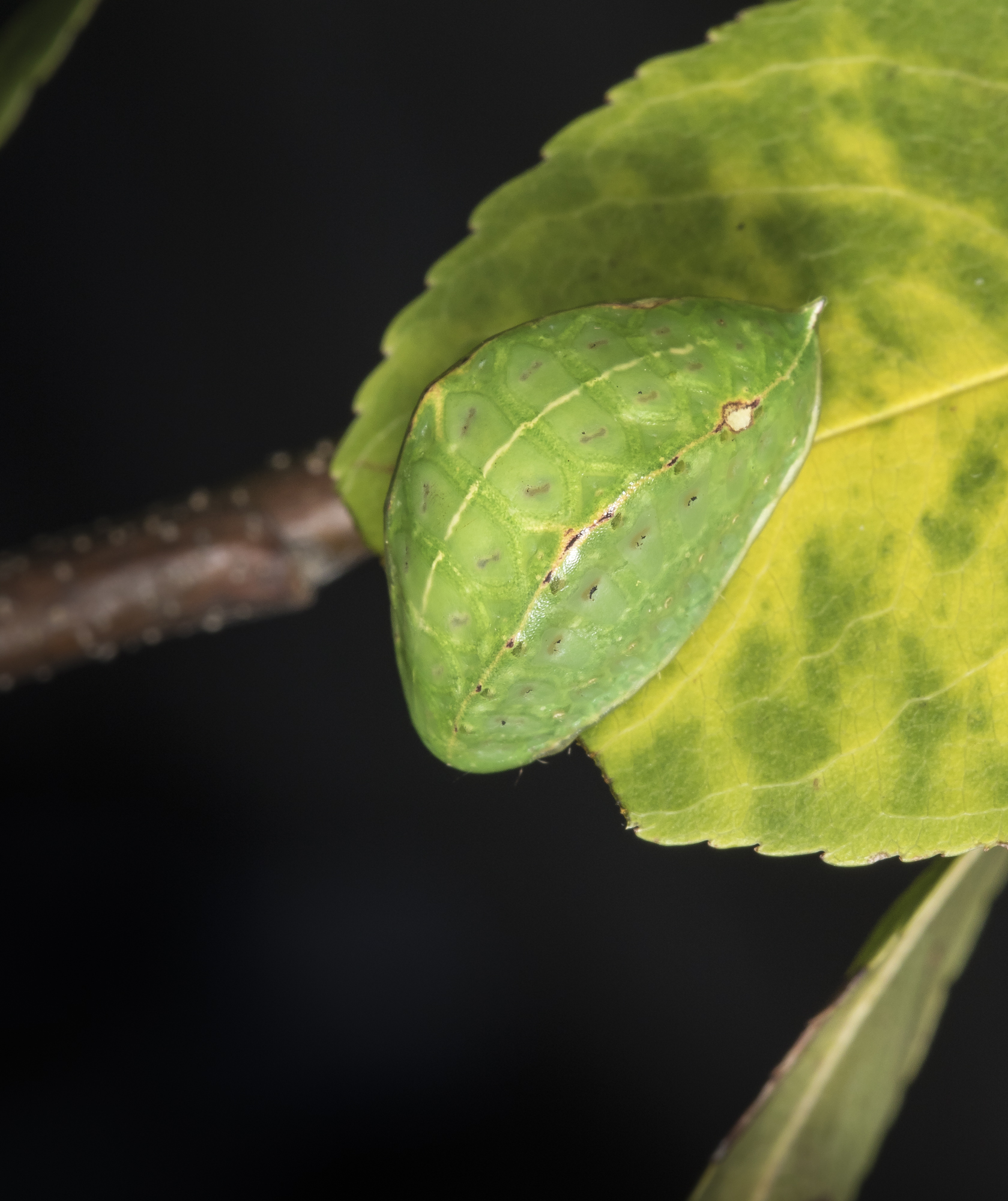 Skiff moth larva on cherry
