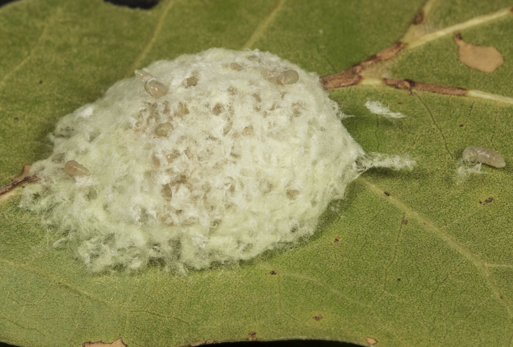 unid parasitoid pupal mass from salt martsh caterpillar