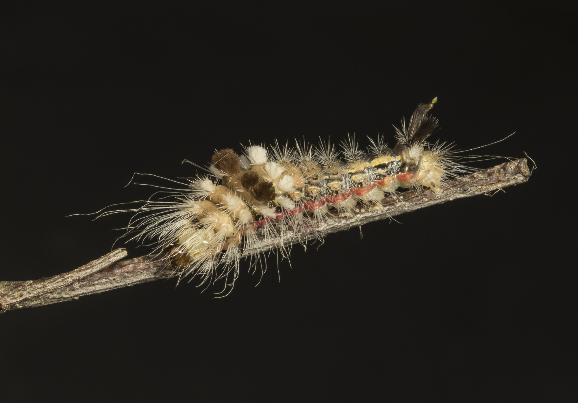 Yellow-haired dagger